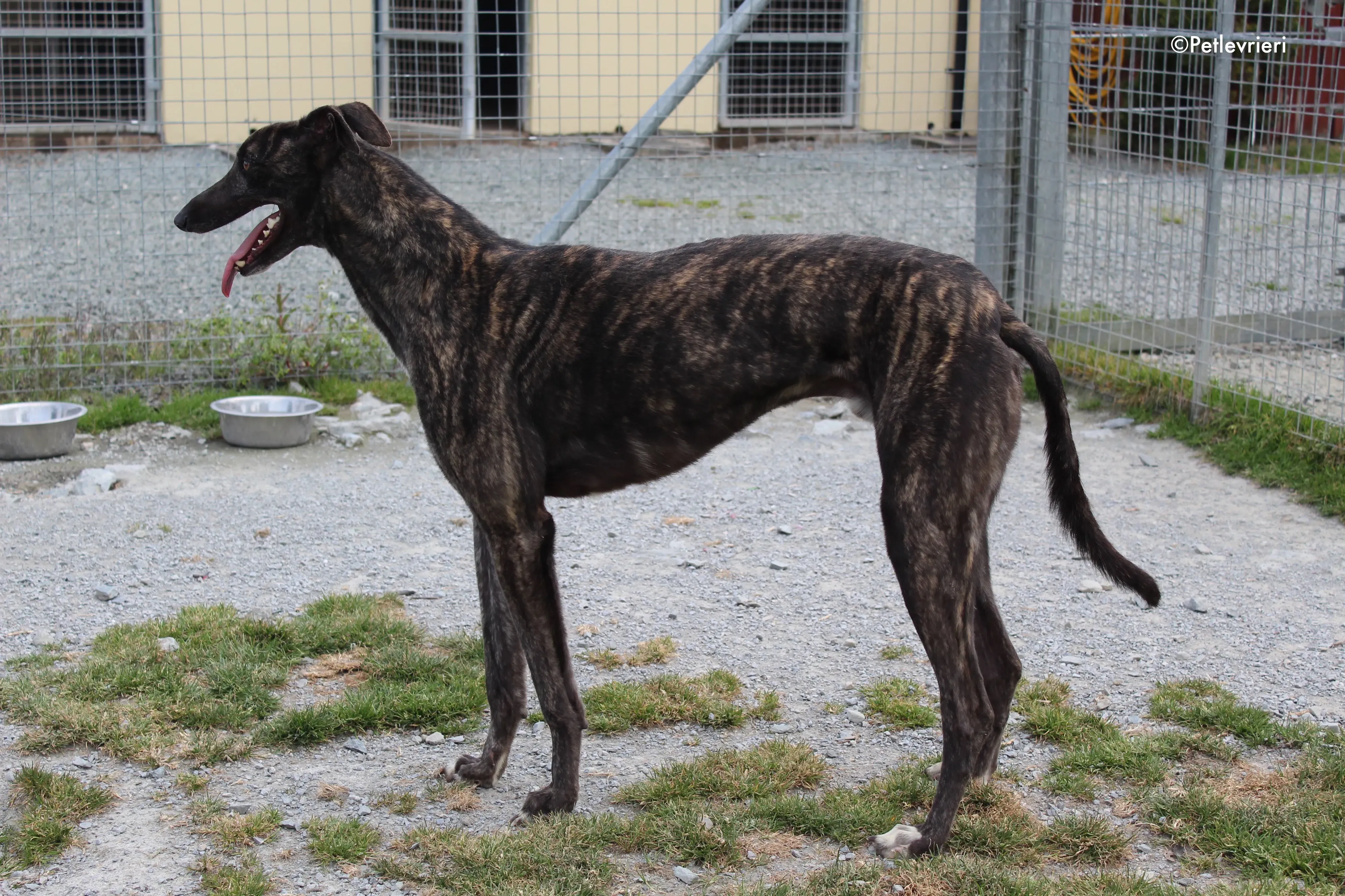 bill adozione levrieri greyhound 4 2