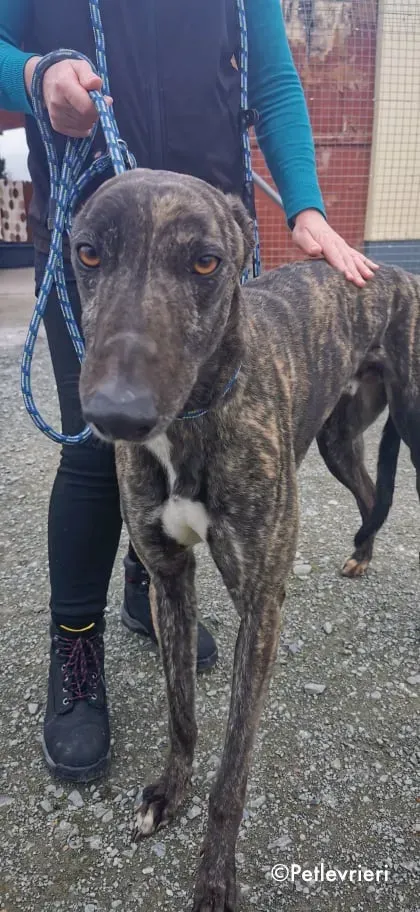 bill adozione levrieri greyhound 5 1