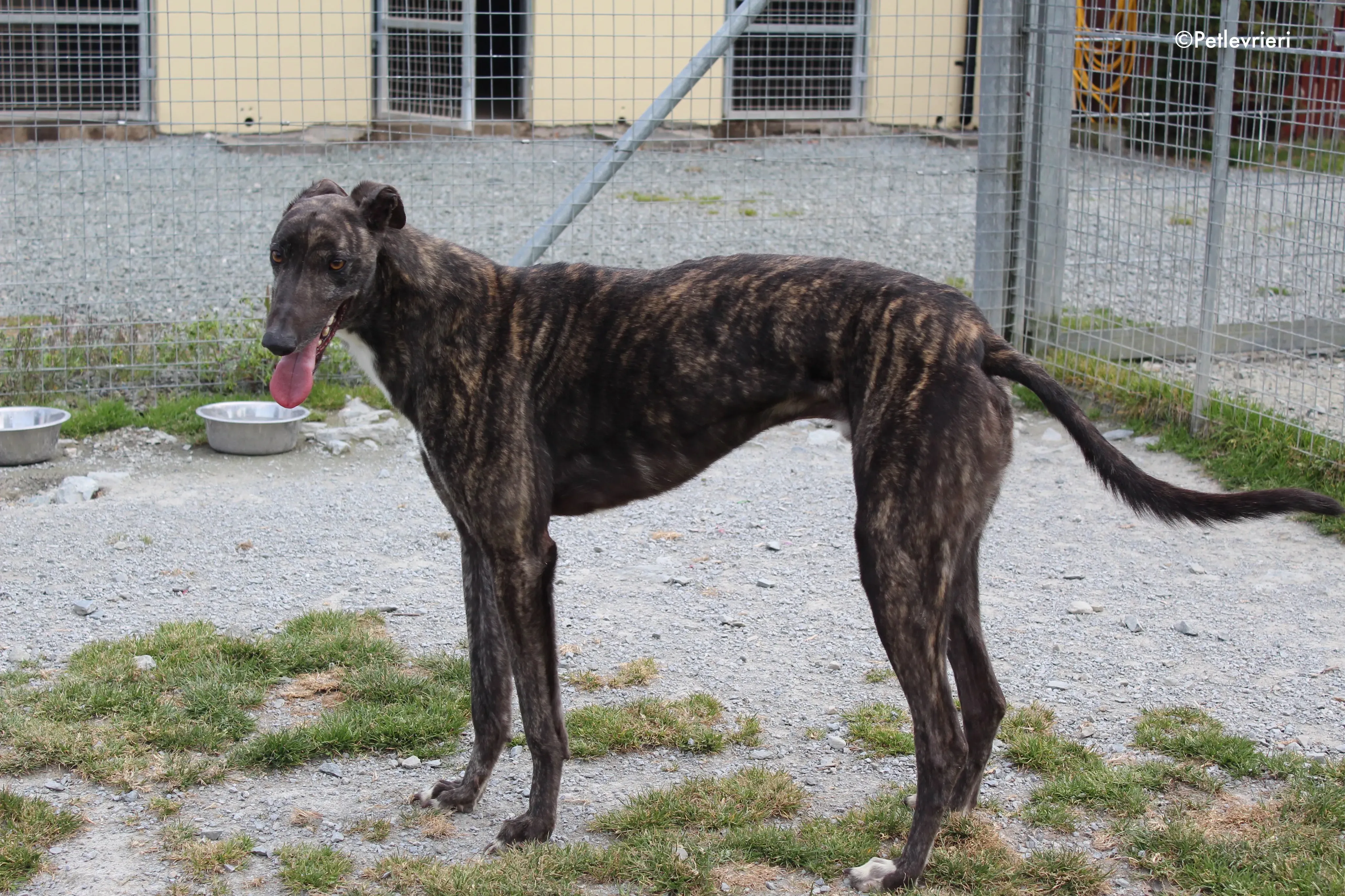 bill adozione levrieri greyhound 5 2