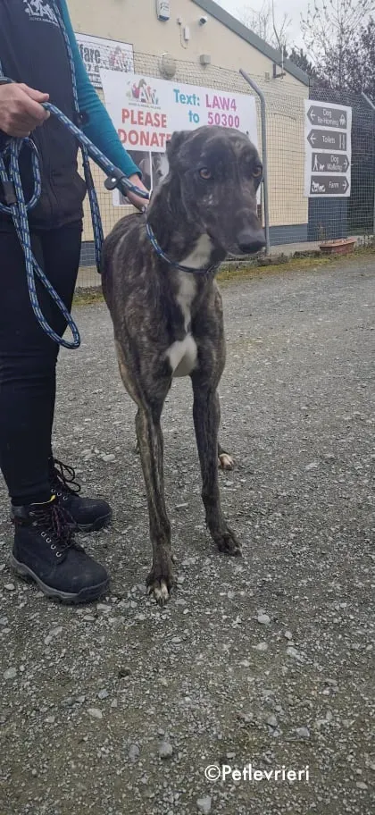 bill adozione levrieri greyhound 6 1