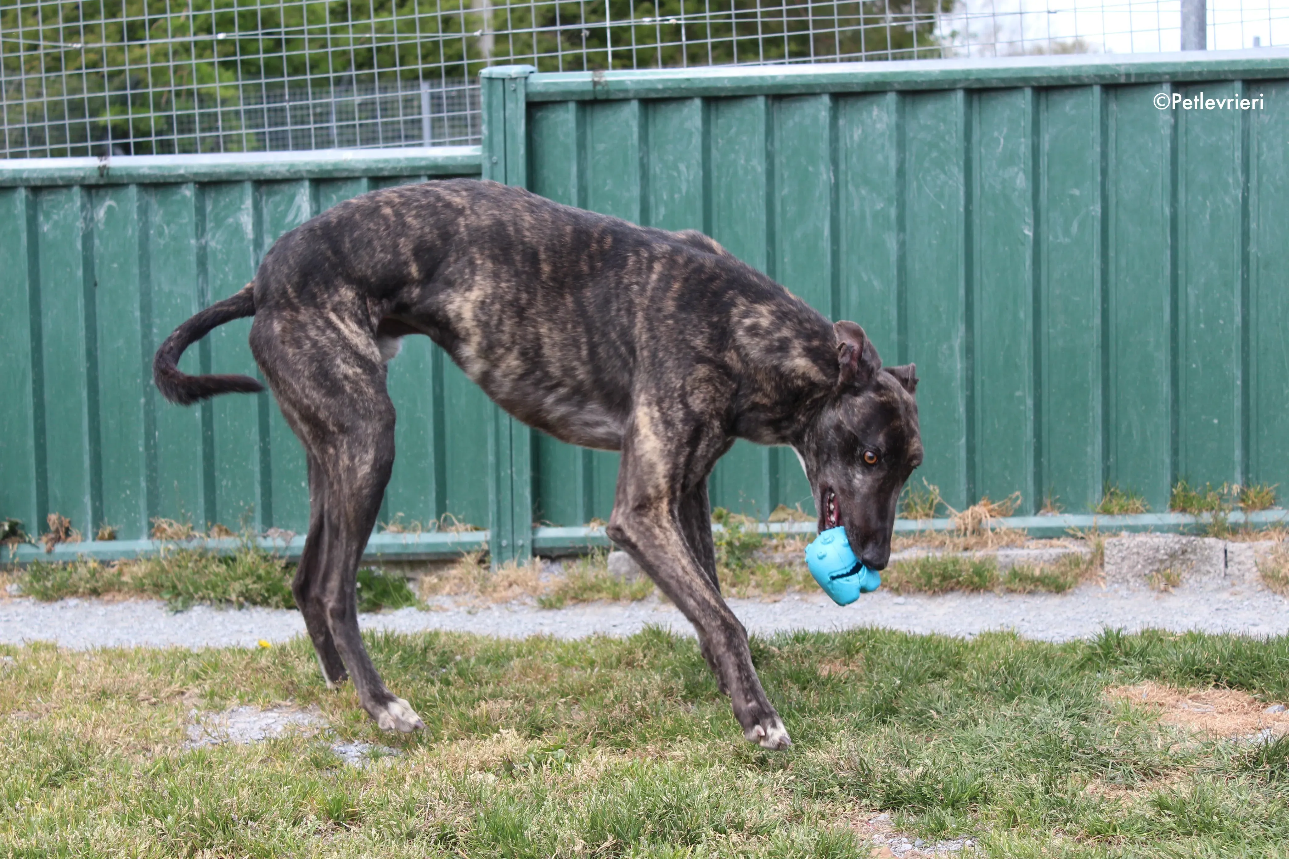 bill adozione levrieri greyhound 6 2