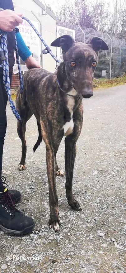 bill adozione levrieri greyhound 7 1