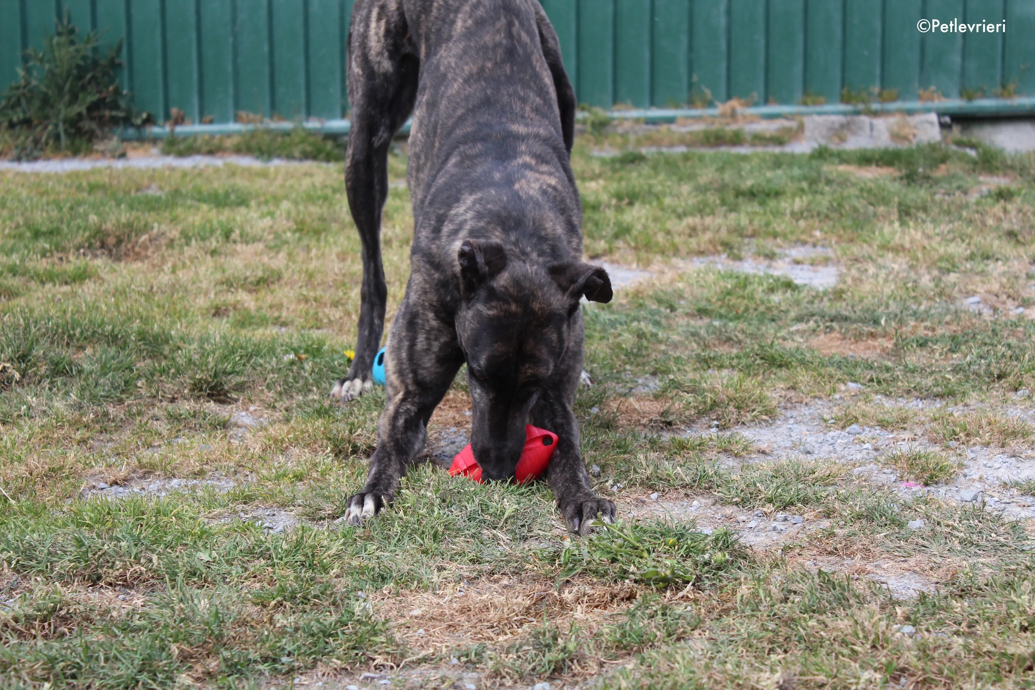 bill adozione levrieri greyhound 7 2