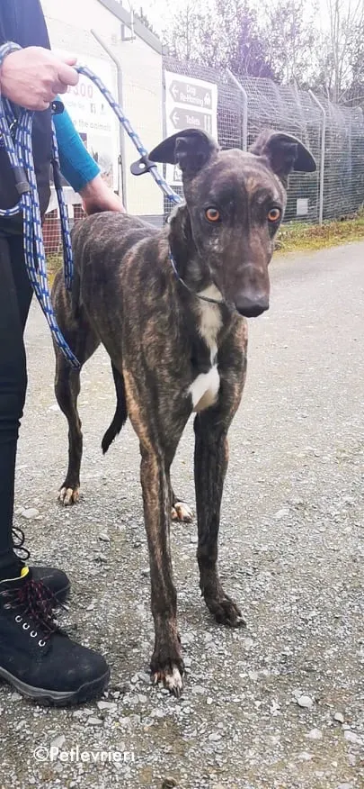 bill adozione levrieri greyhound 8 1