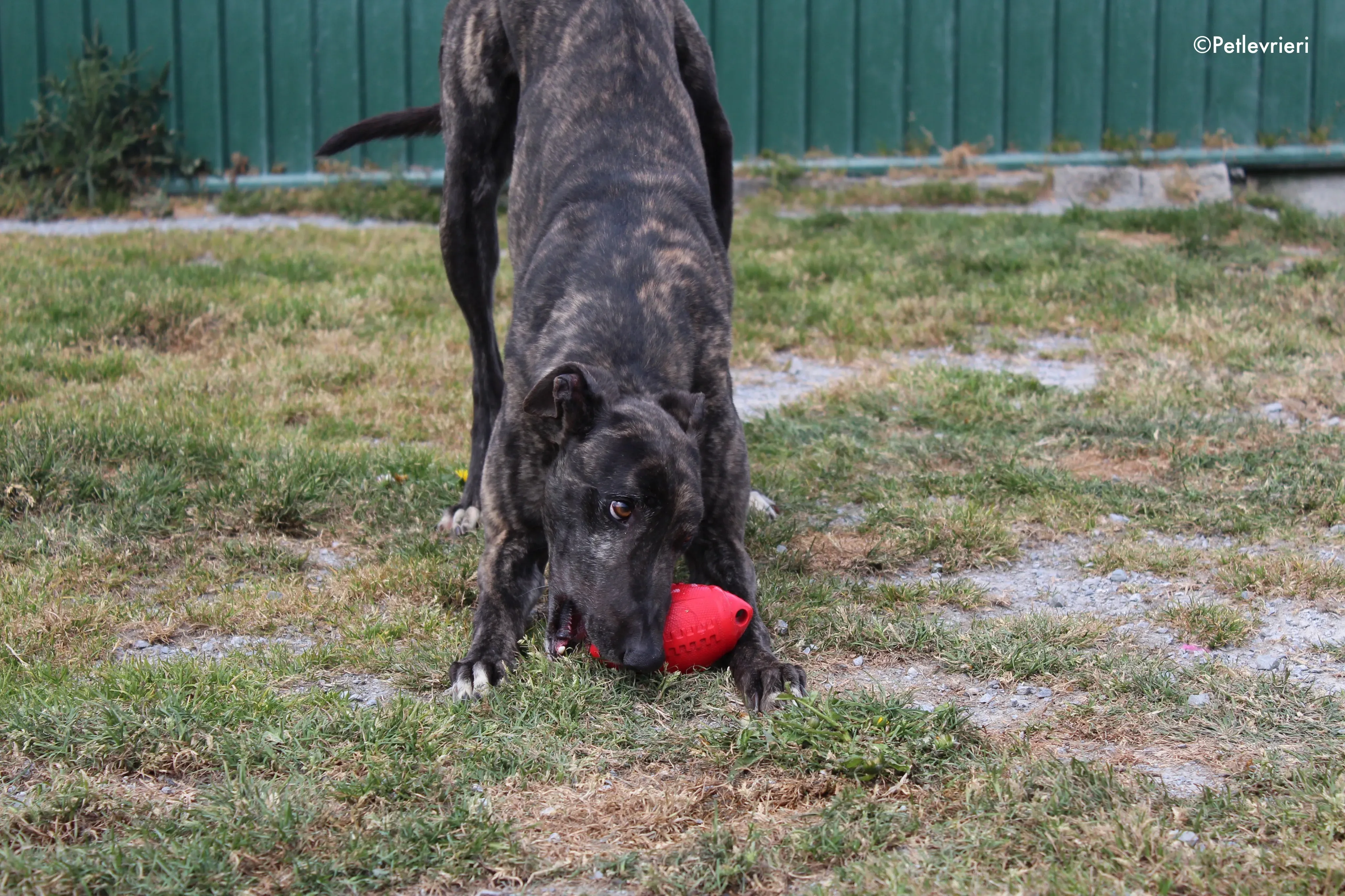 bill adozione levrieri greyhound 8 2