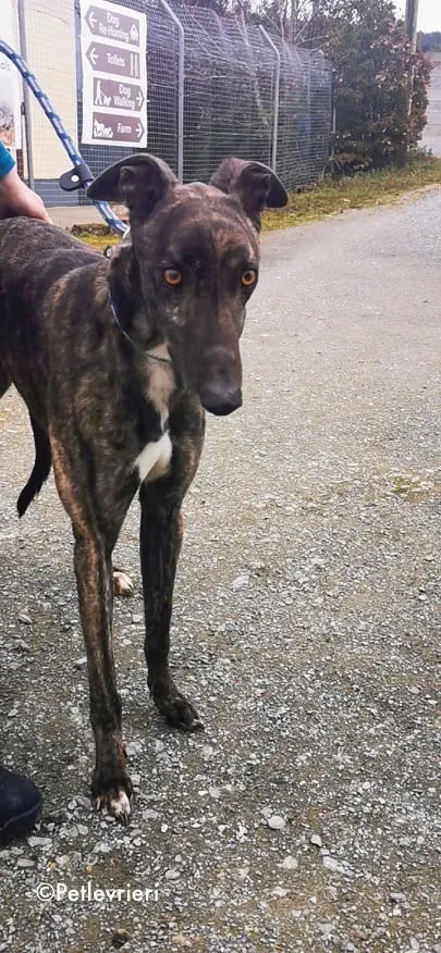bill adozione levrieri greyhound 9 1