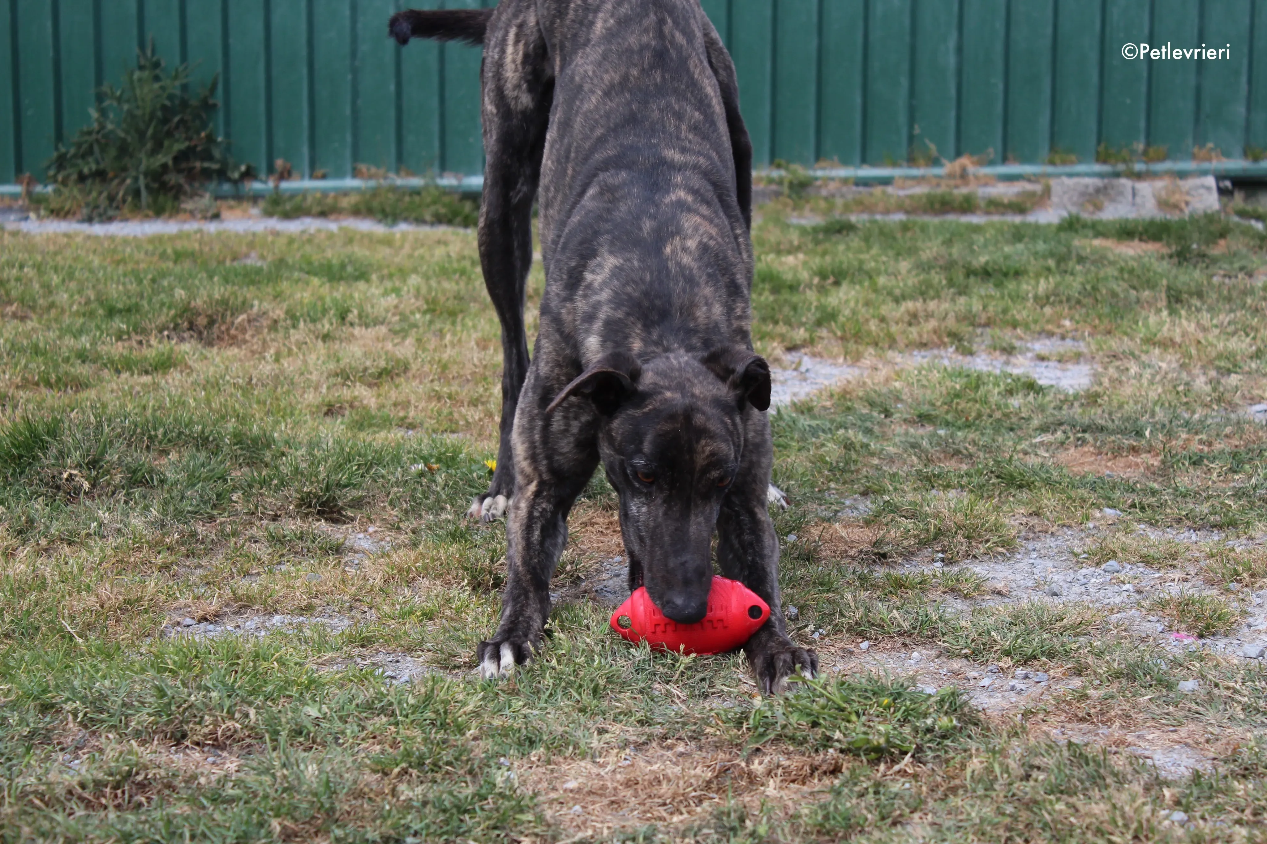 bill adozione levrieri greyhound 9 2