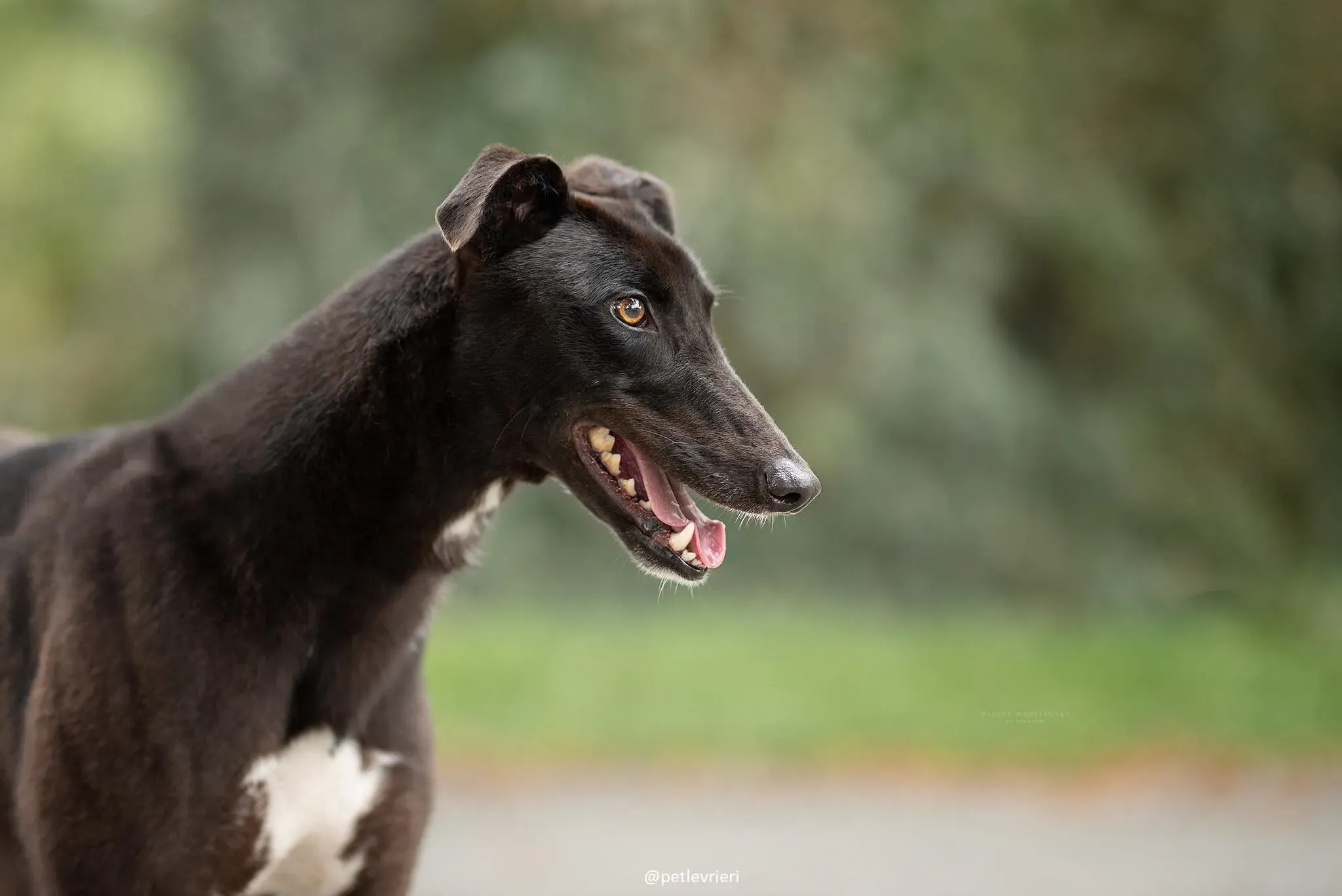 billy adozione greyhound 1