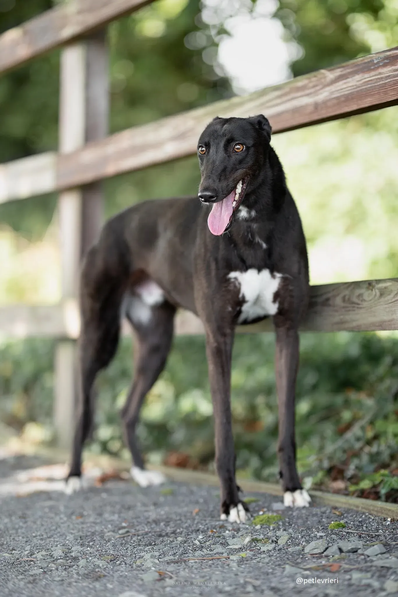 billy adozione greyhound 2