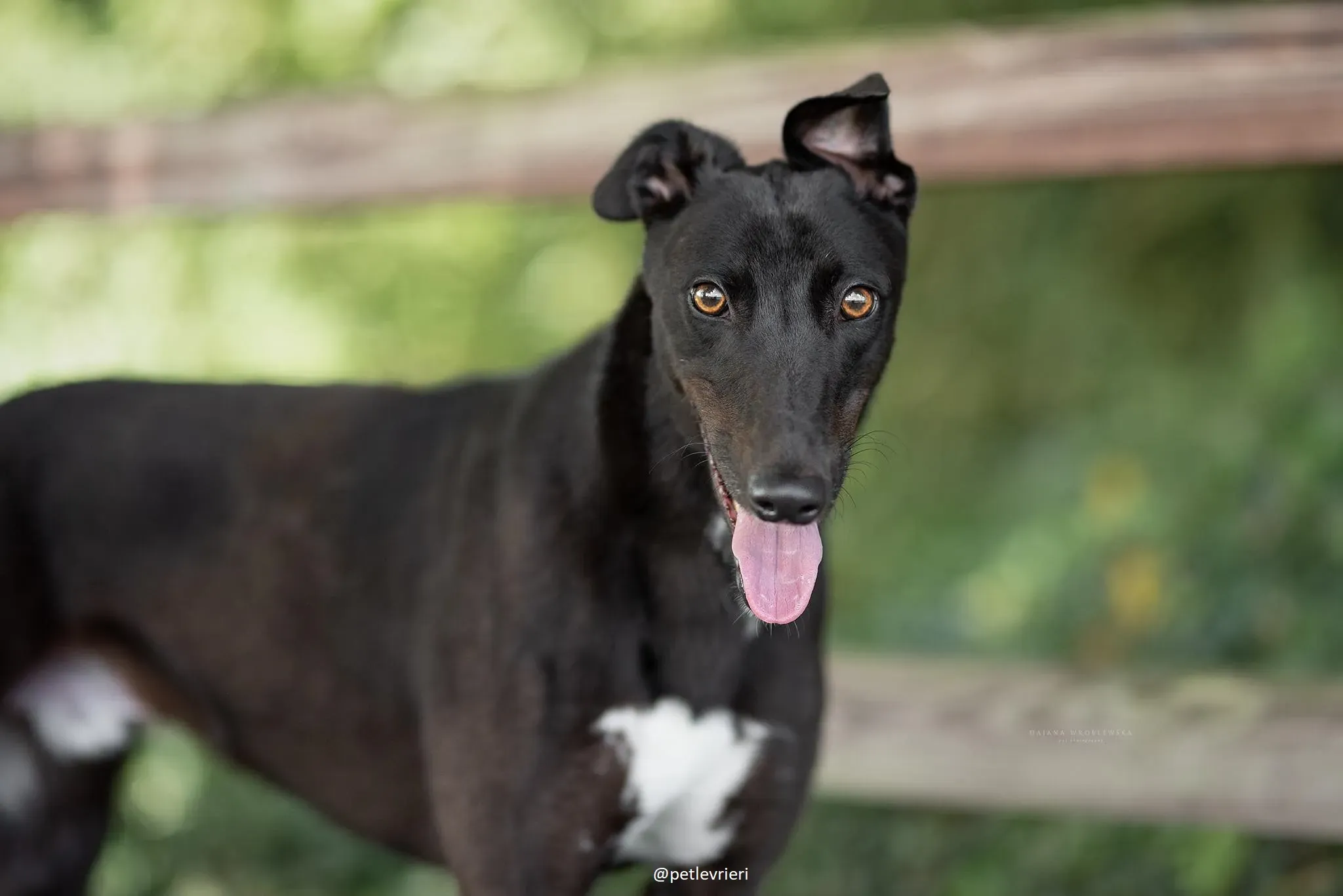 billy adozione greyhound