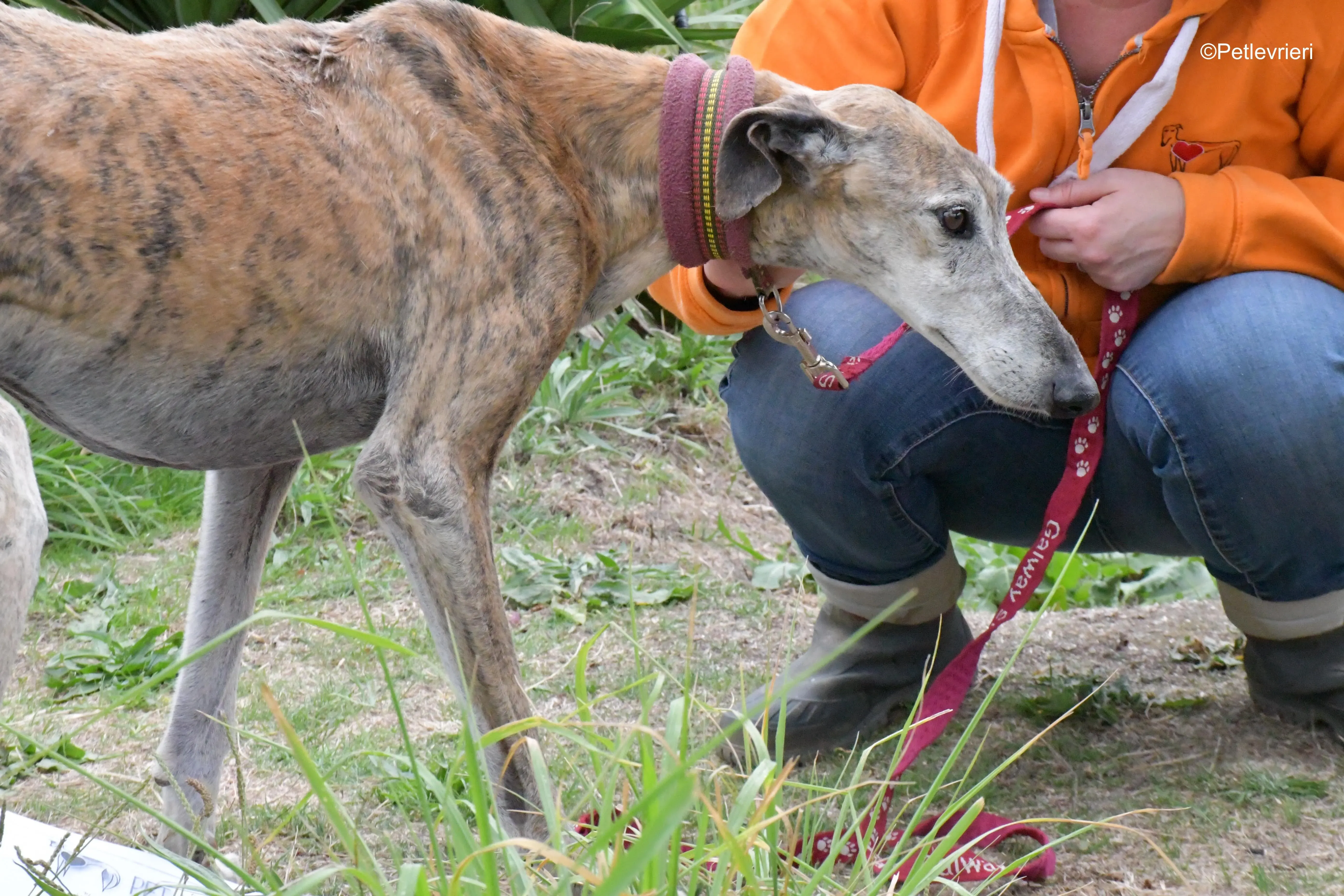 billy adozione levrieri galgo 1