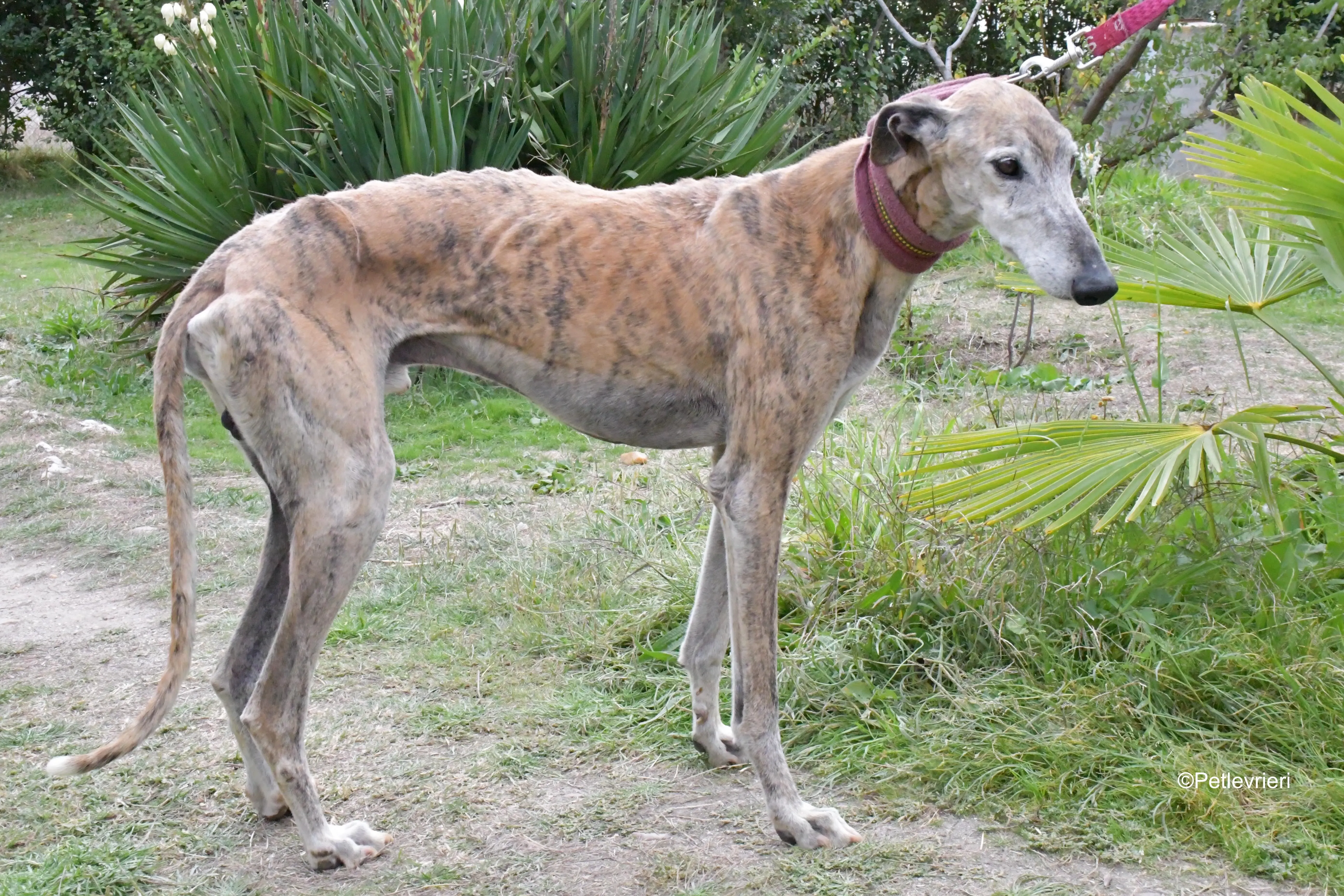 billy adozione levrieri galgo 10