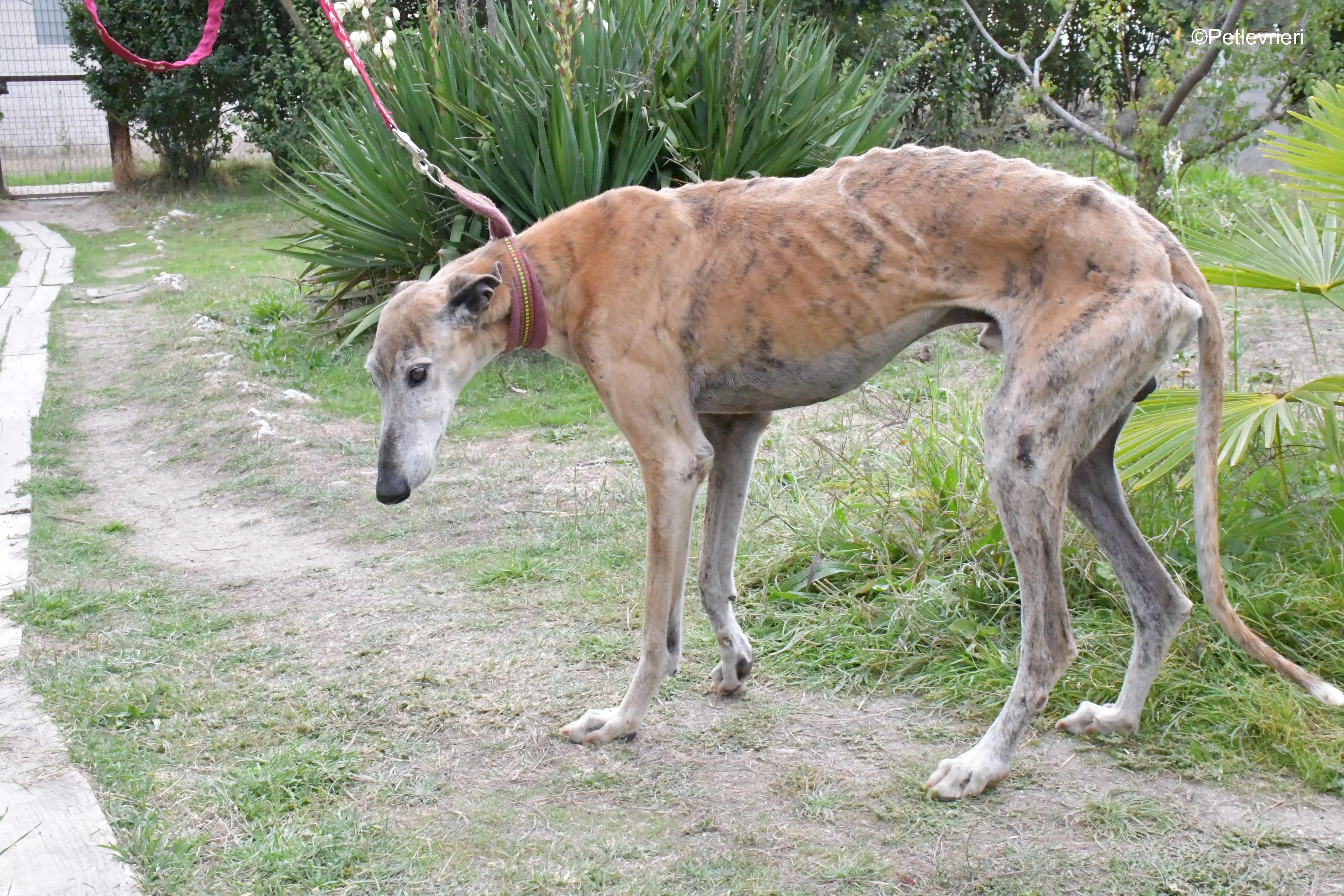 billy adozione levrieri galgo 11