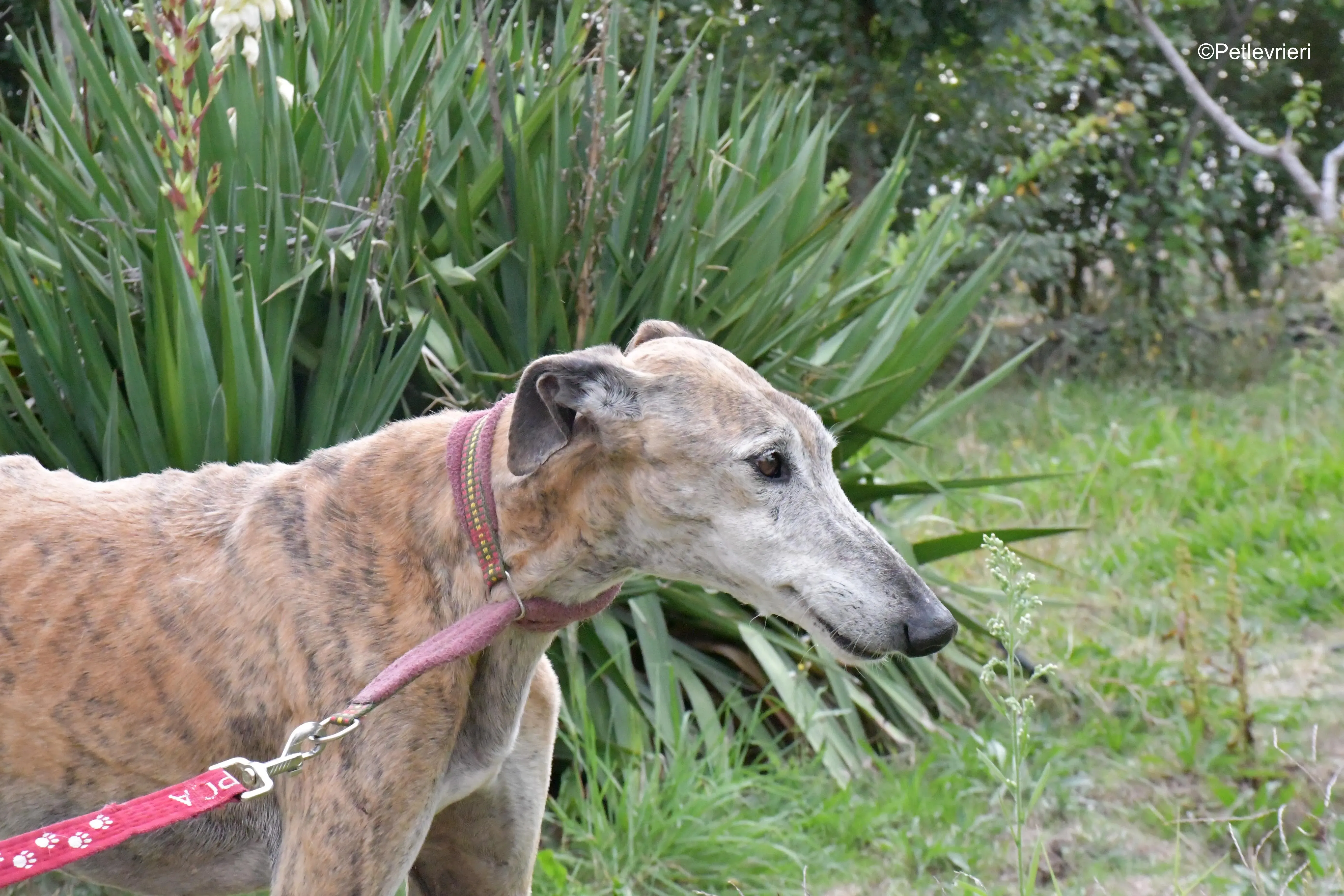 billy adozione levrieri galgo 12