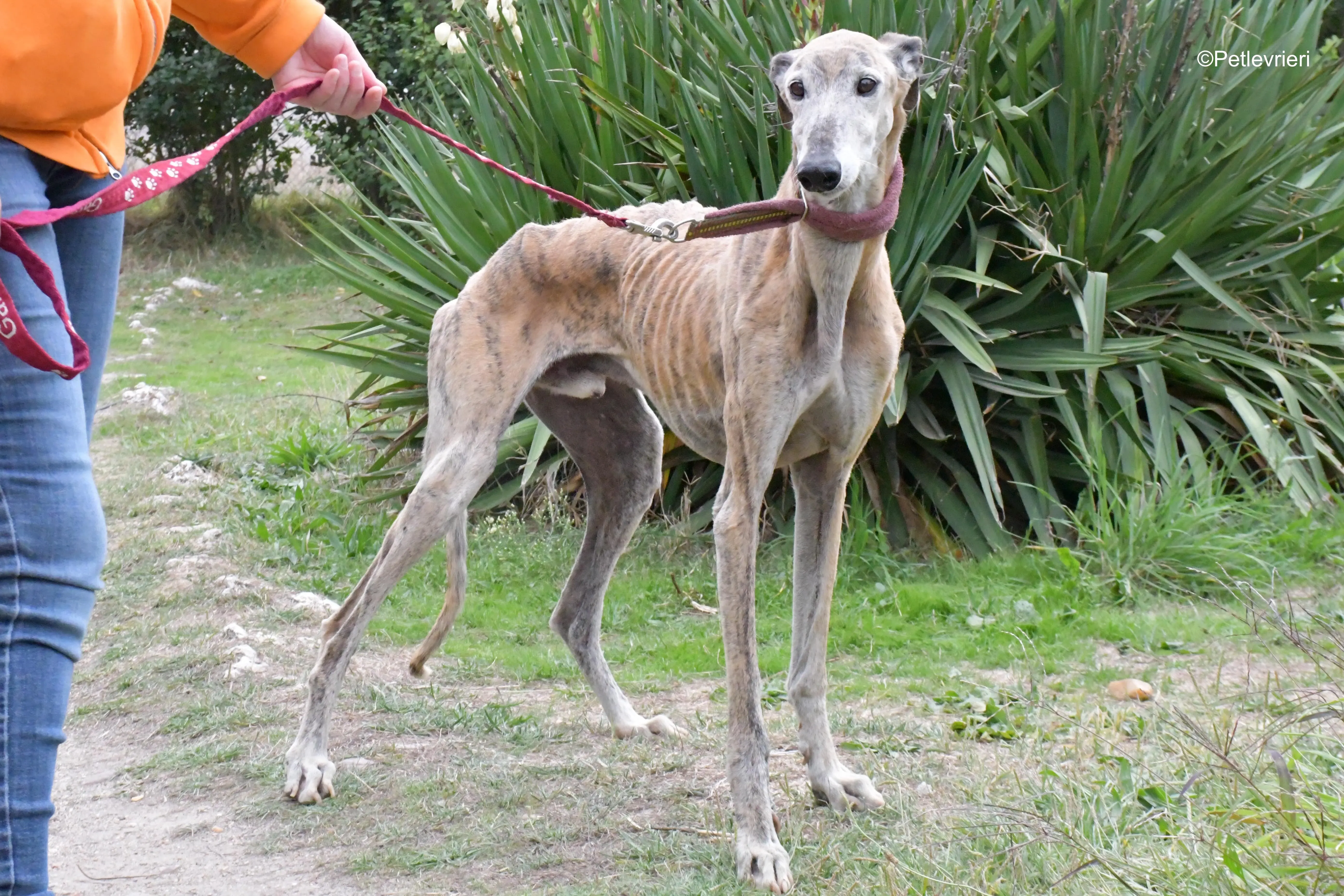 billy adozione levrieri galgo 13