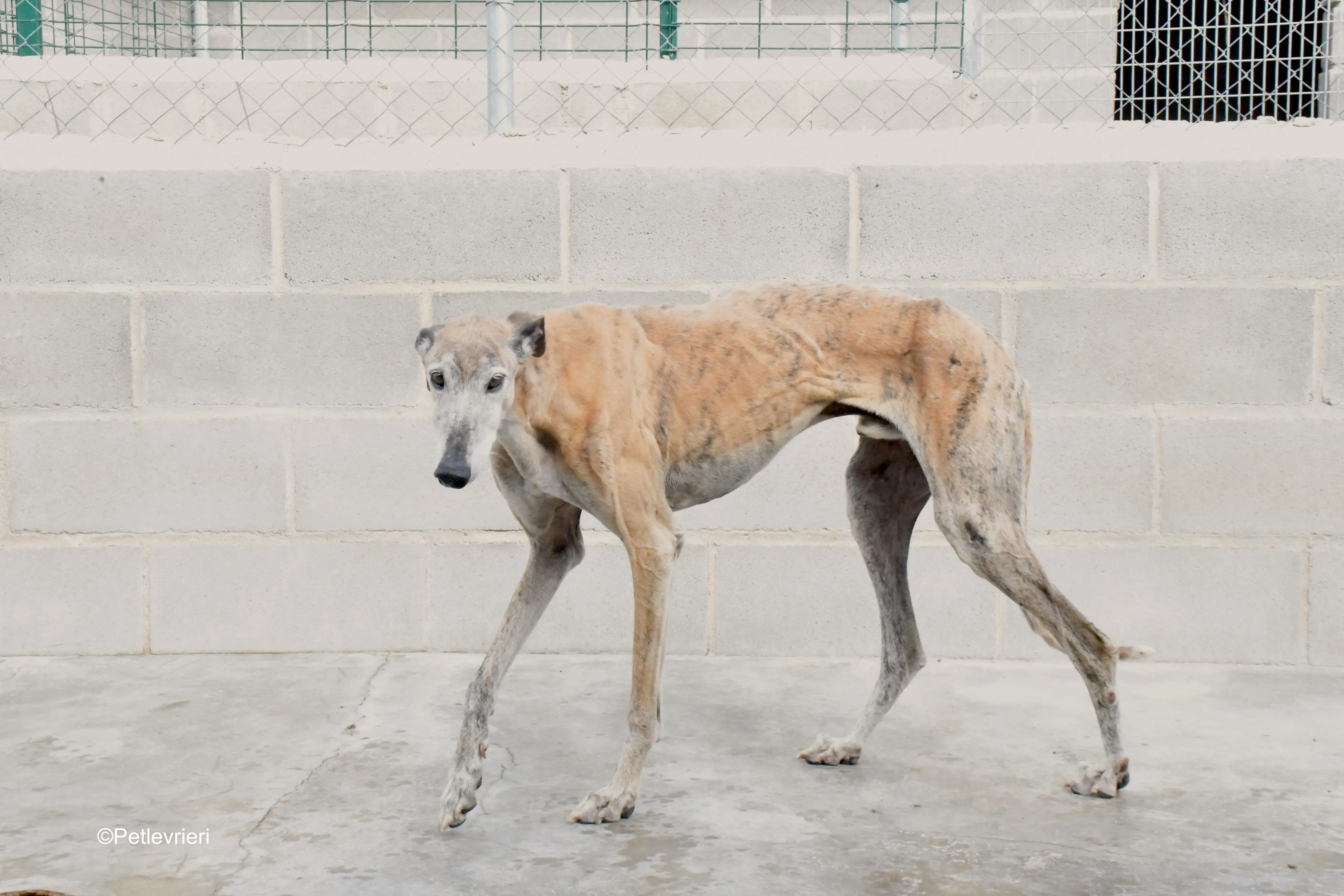 billy adozione levrieri galgo 14