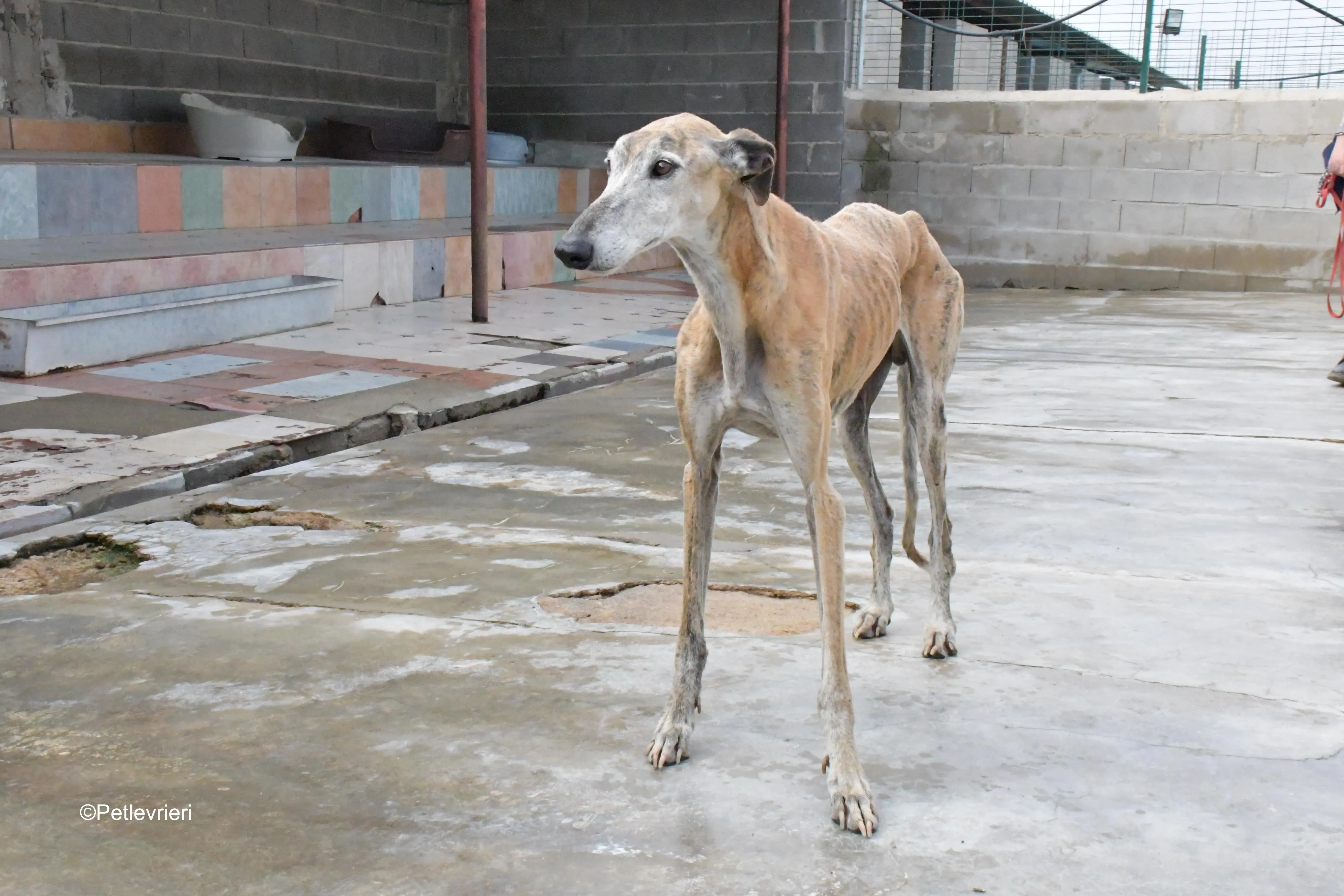 billy adozione levrieri galgo 15