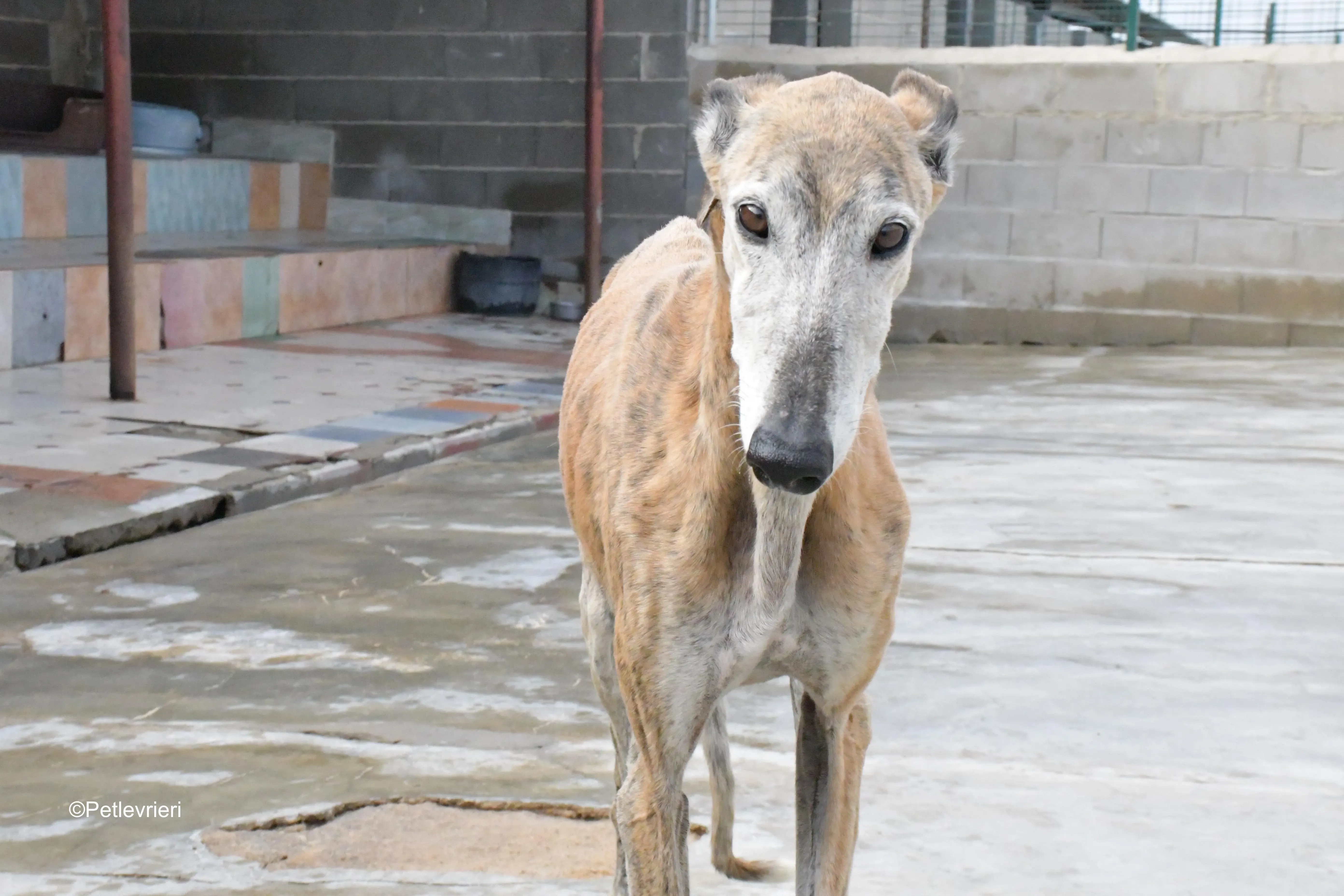 billy adozione levrieri galgo 16