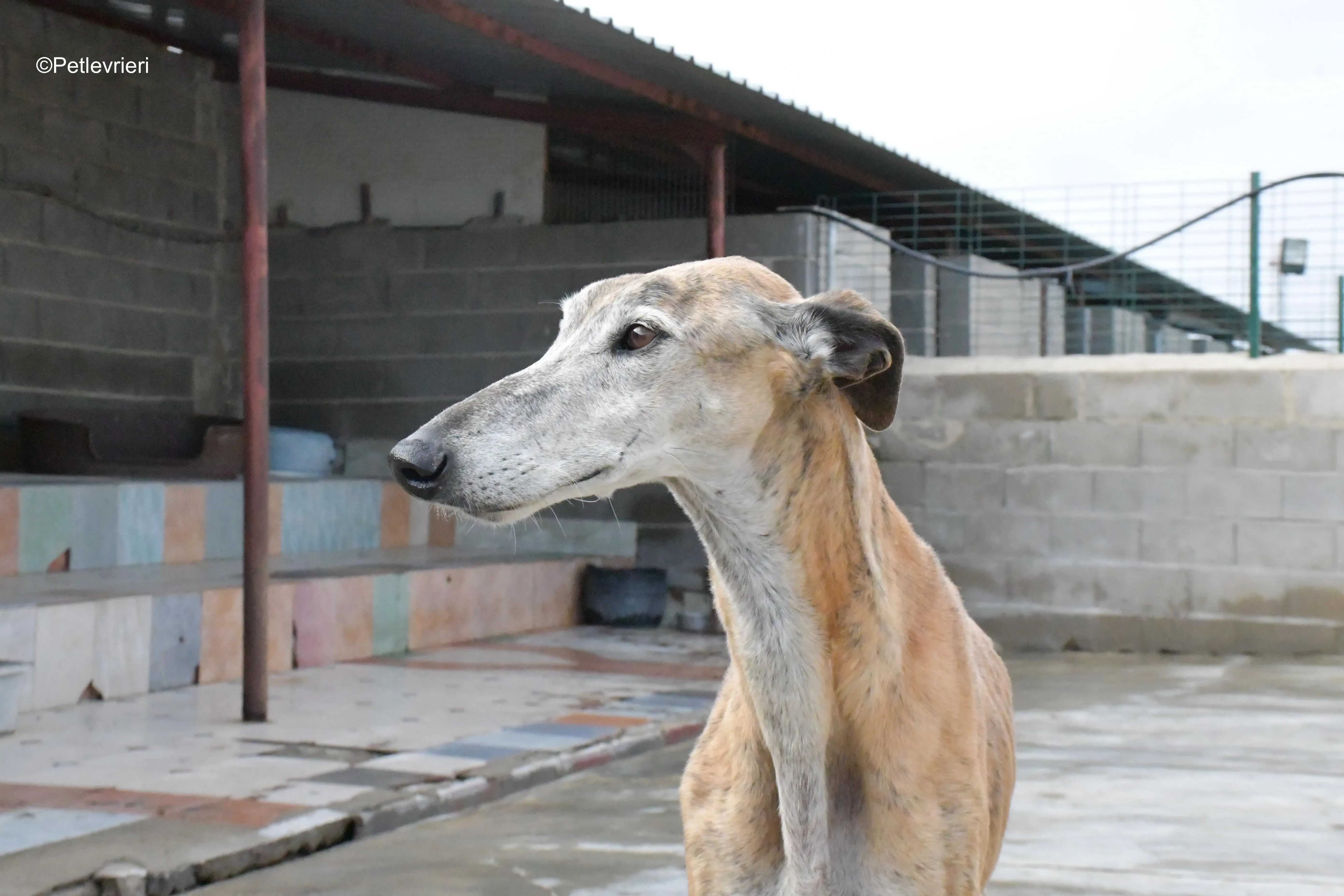 billy adozione levrieri galgo 17