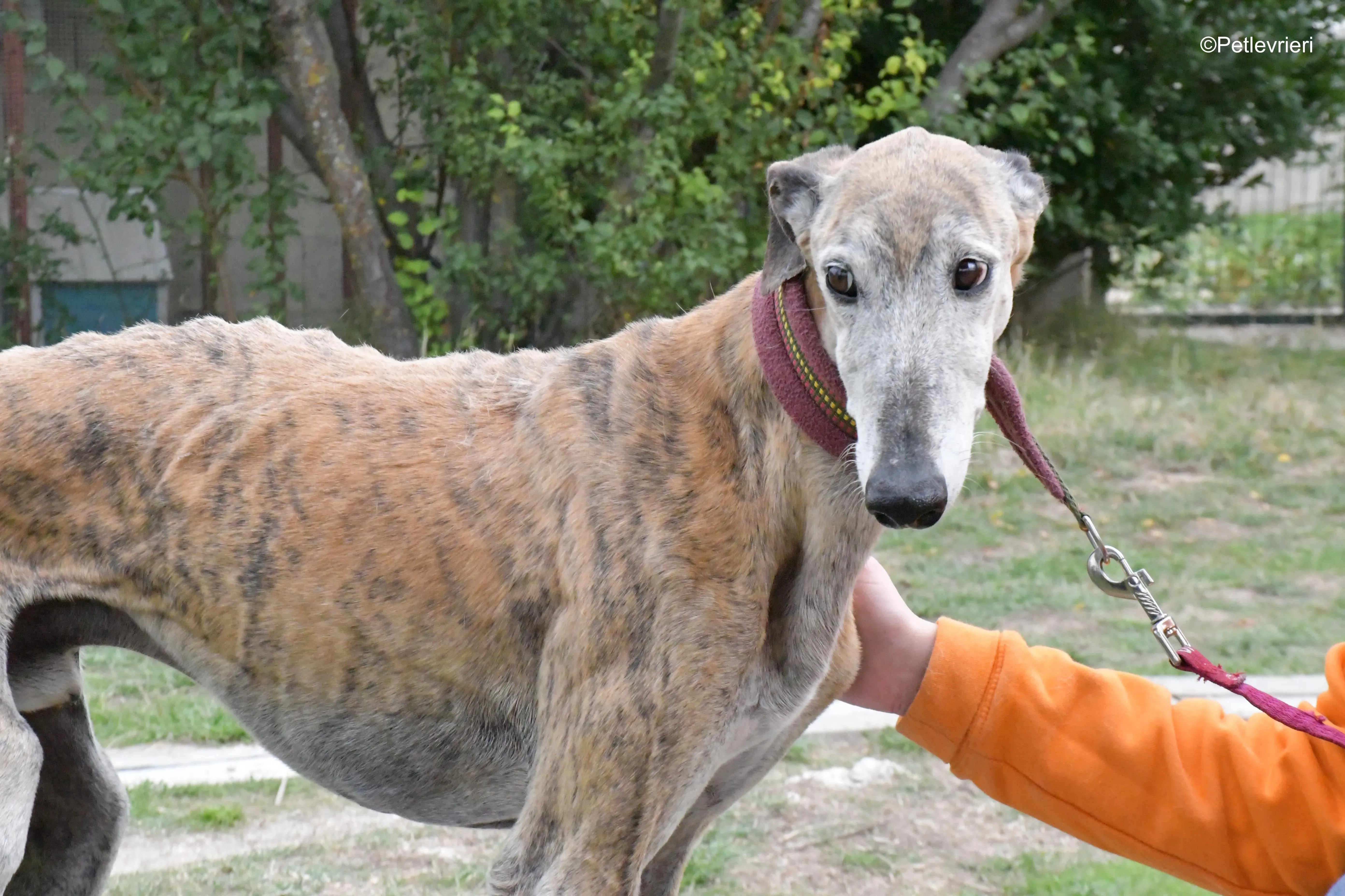 billy adozione levrieri galgo 2