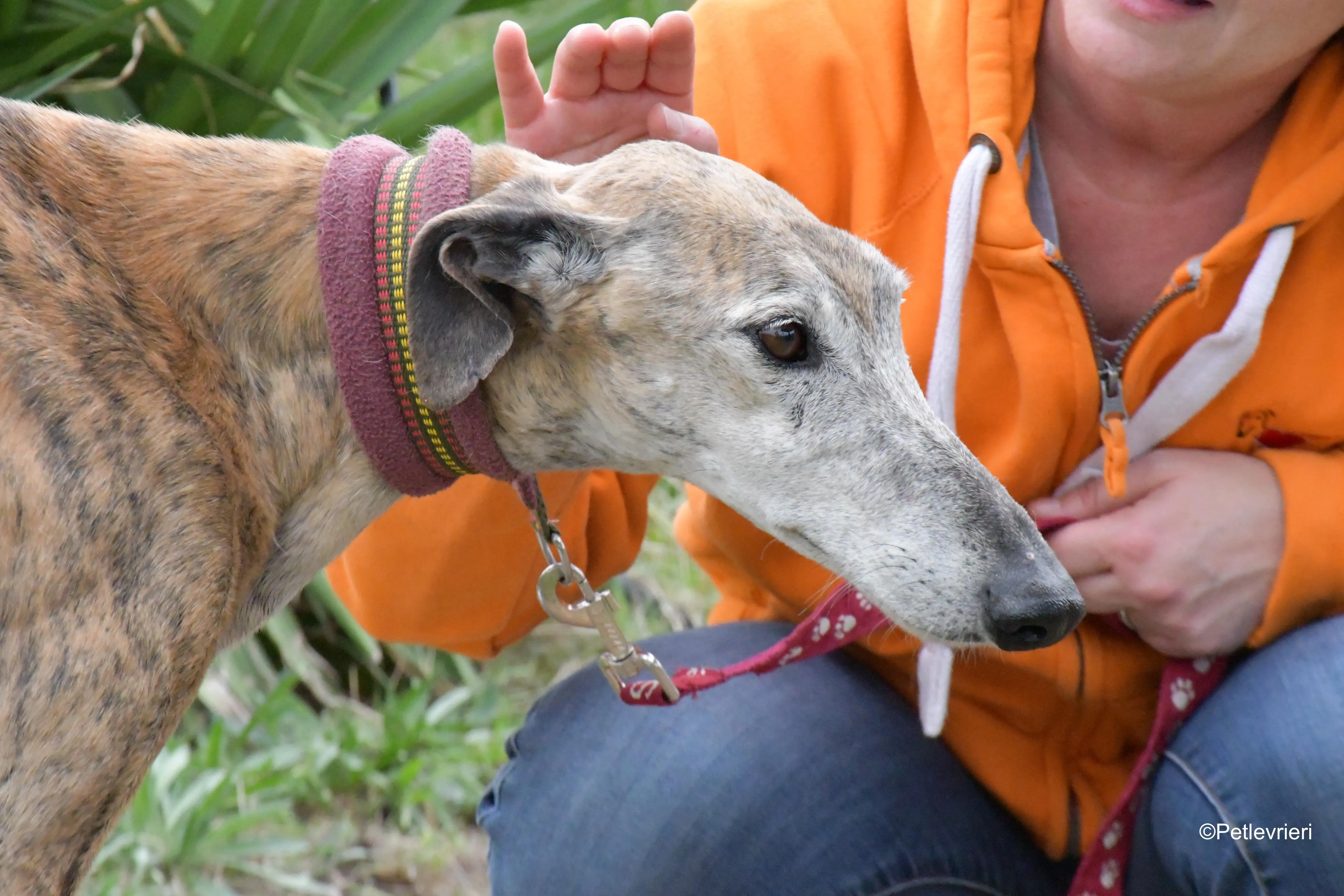billy adozione levrieri galgo 3