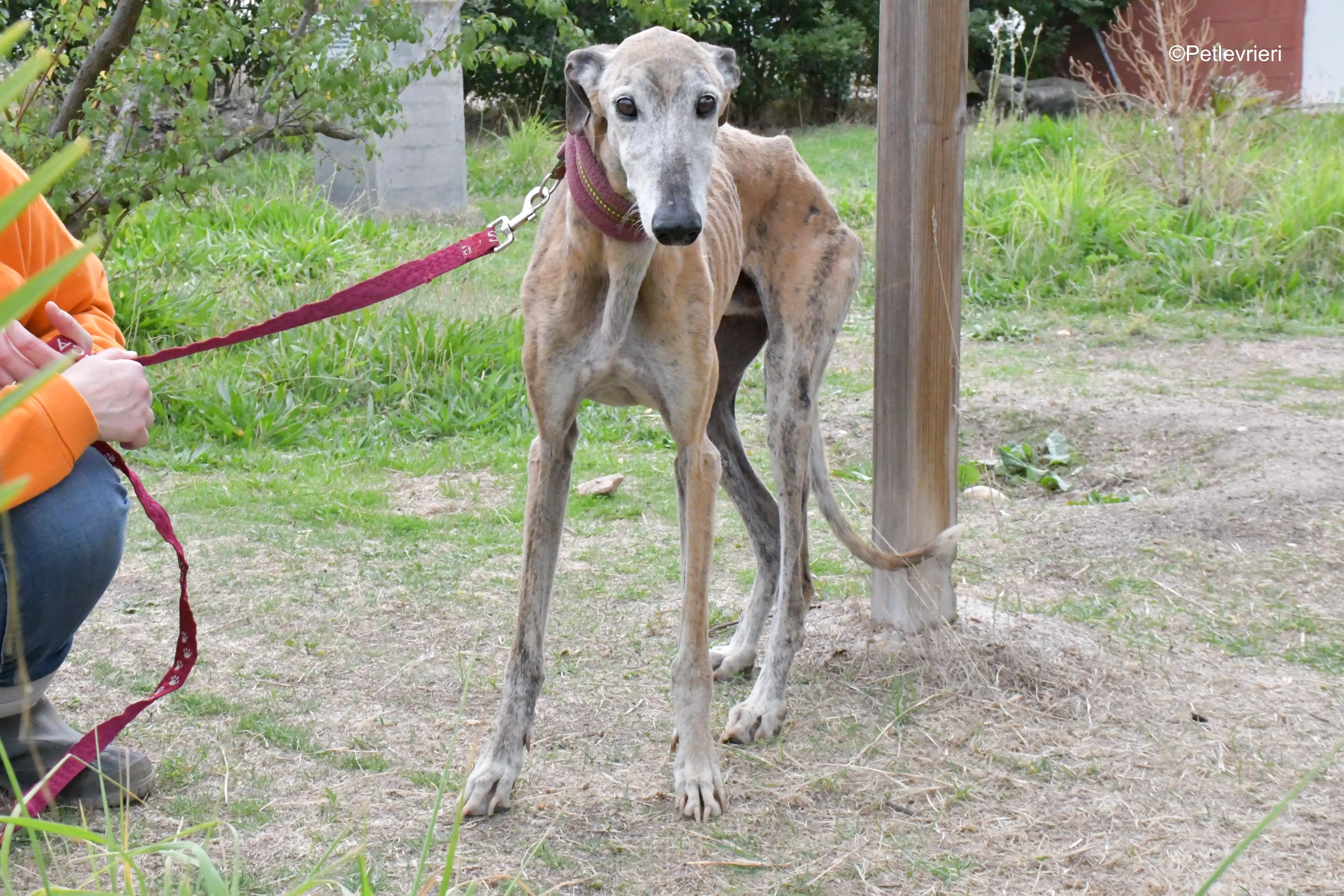 billy adozione levrieri galgo 4