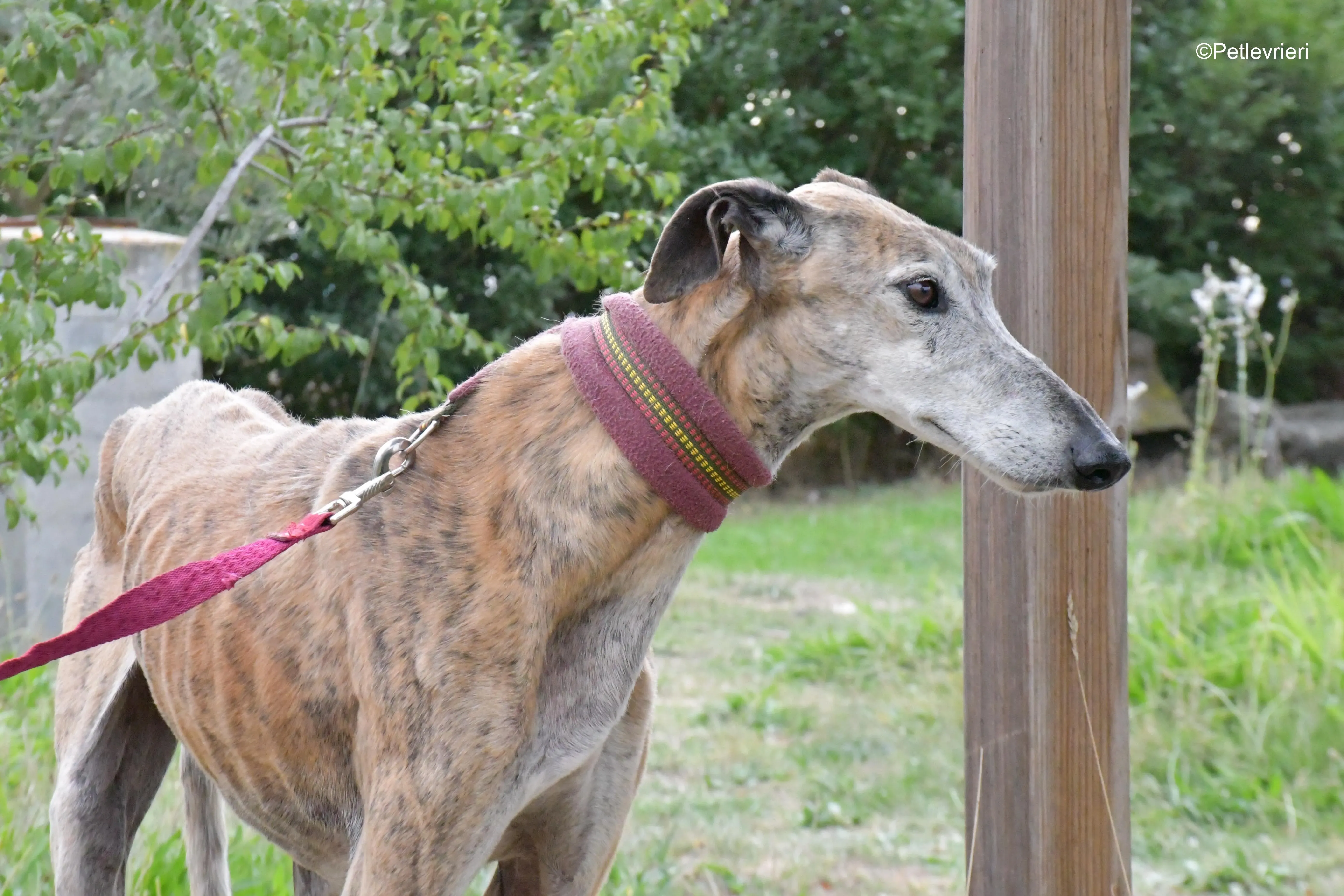 billy adozione levrieri galgo 5