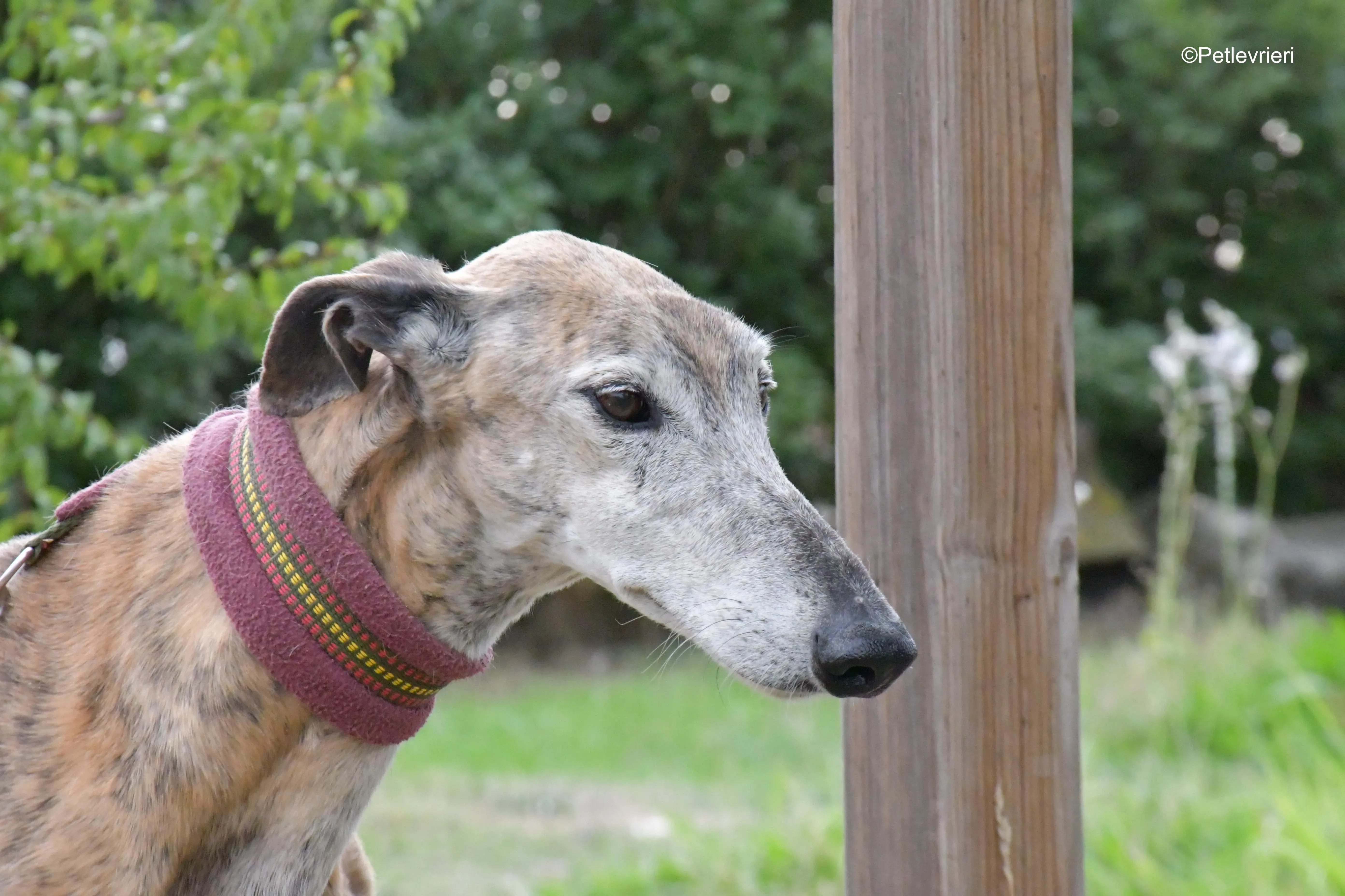 billy adozione levrieri galgo 6
