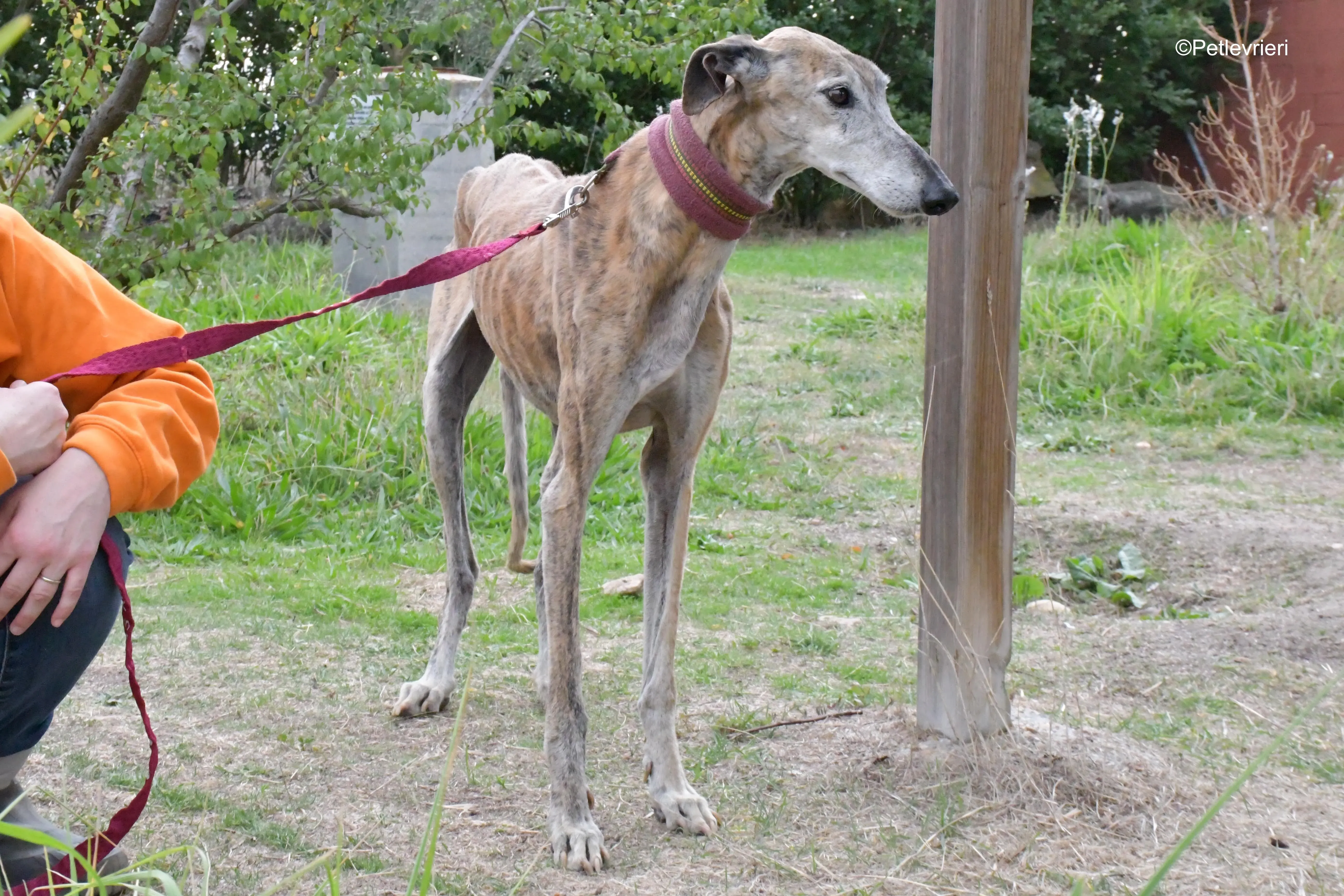 billy adozione levrieri galgo 7