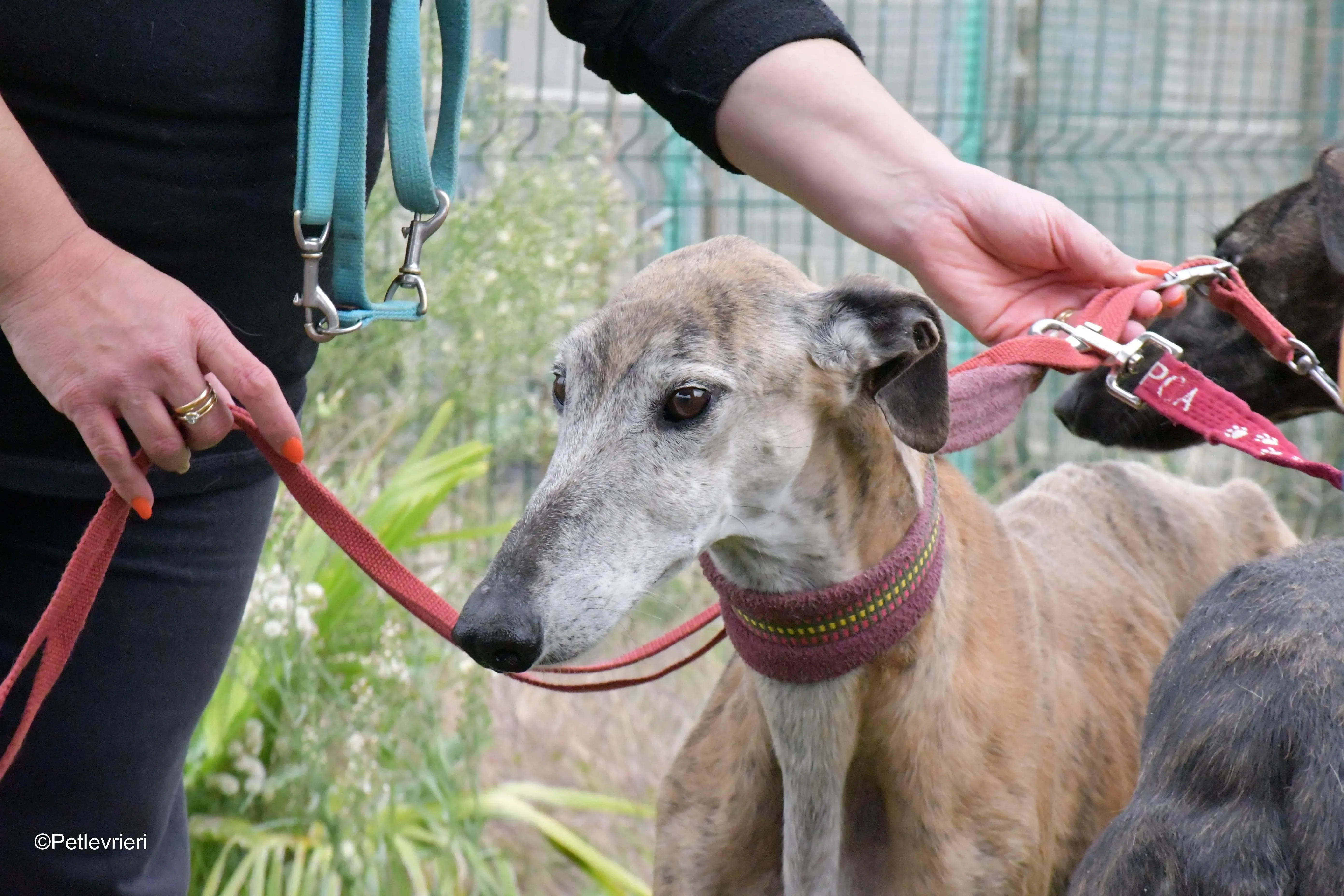 billy adozione levrieri galgo 8