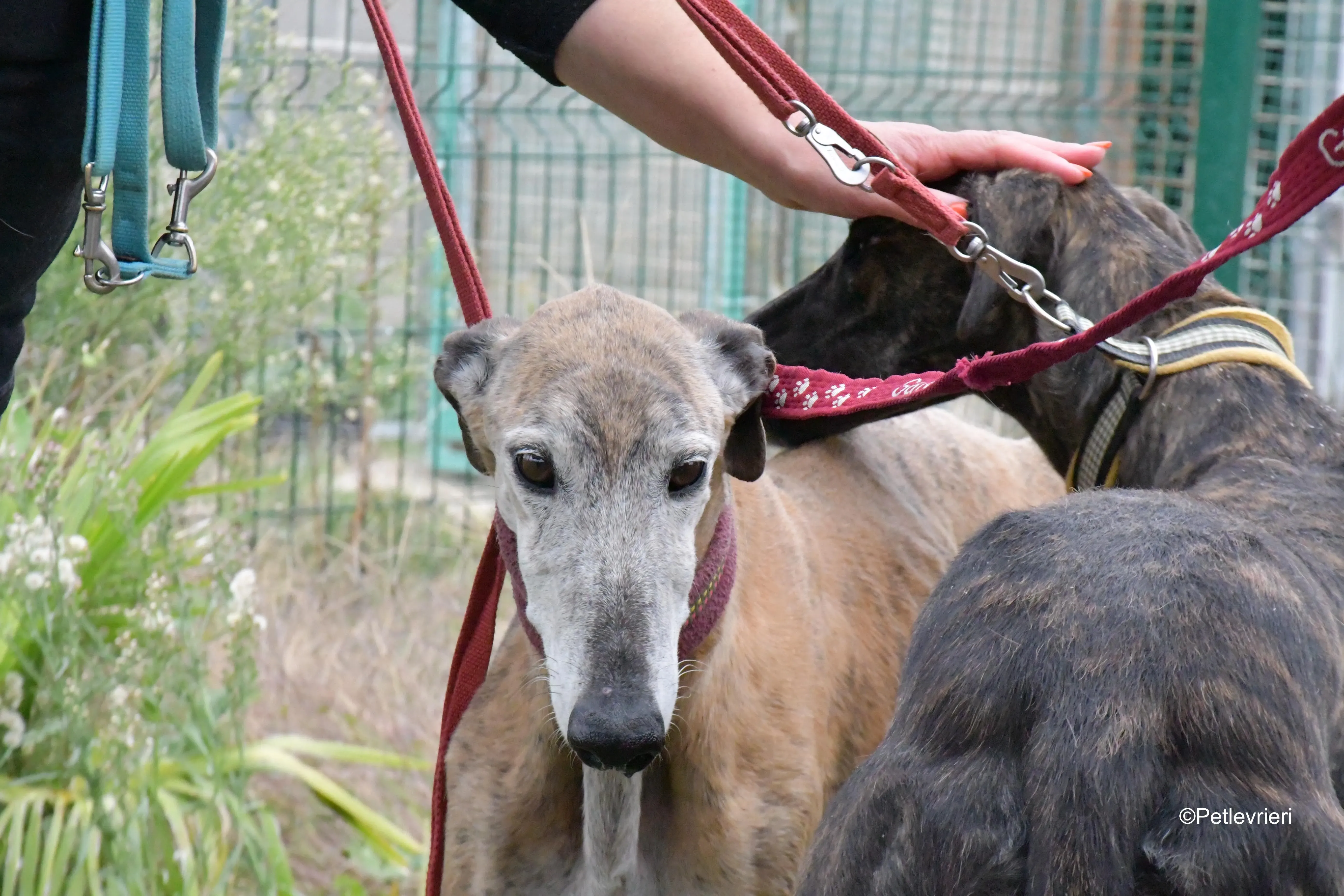billy adozione levrieri galgo 9