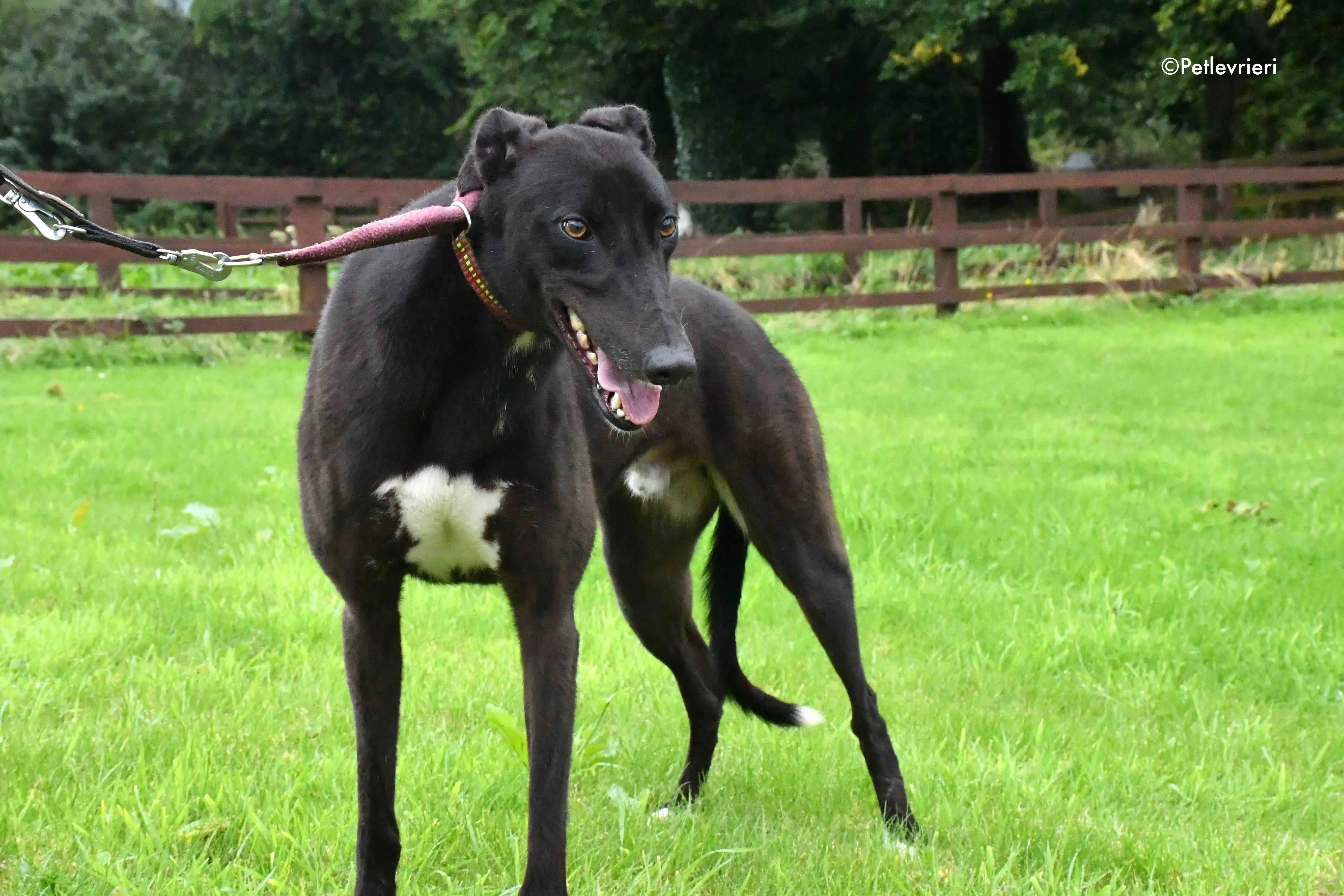 billy adozione levrieri greyhound 1