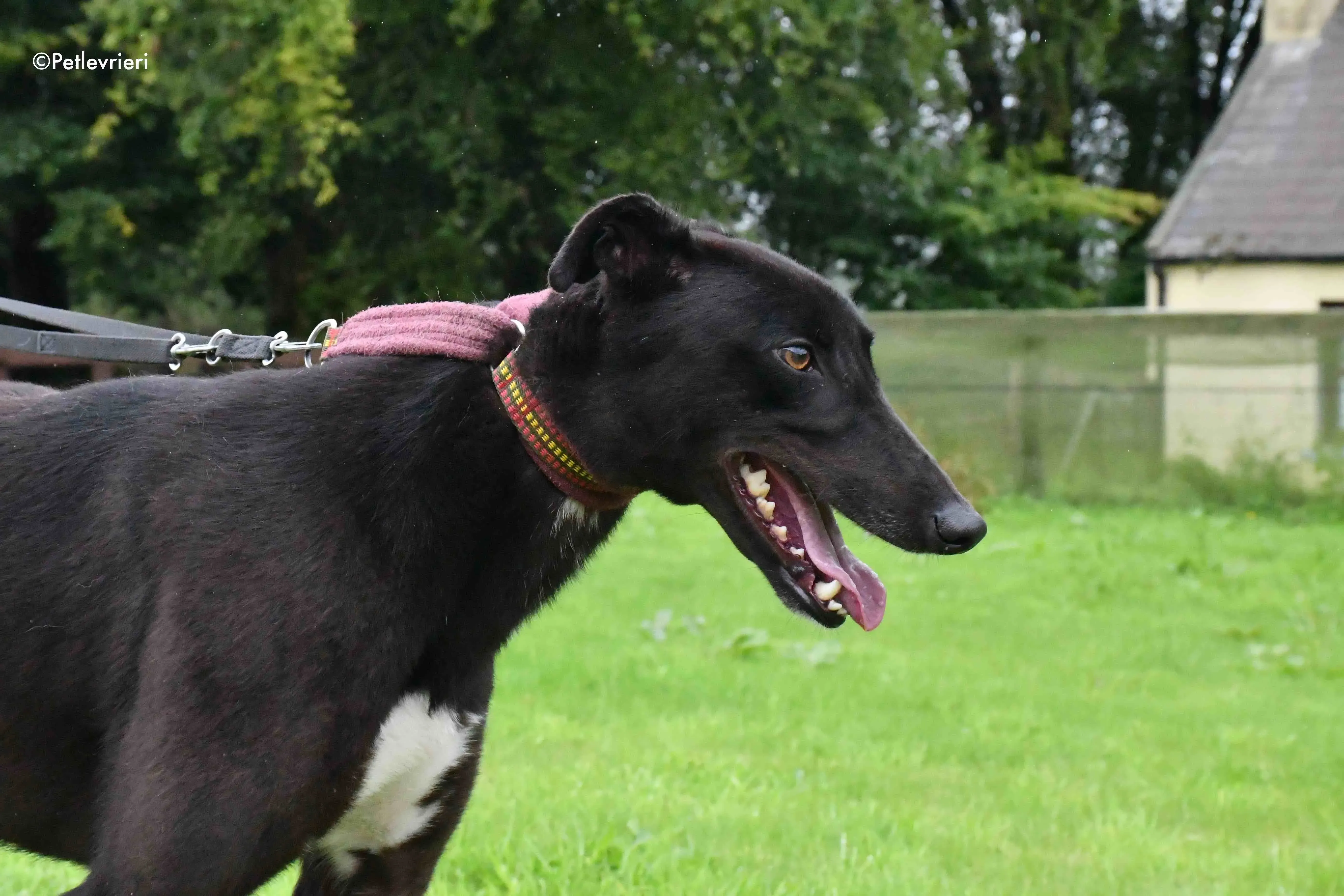 billy adozione levrieri greyhound 10