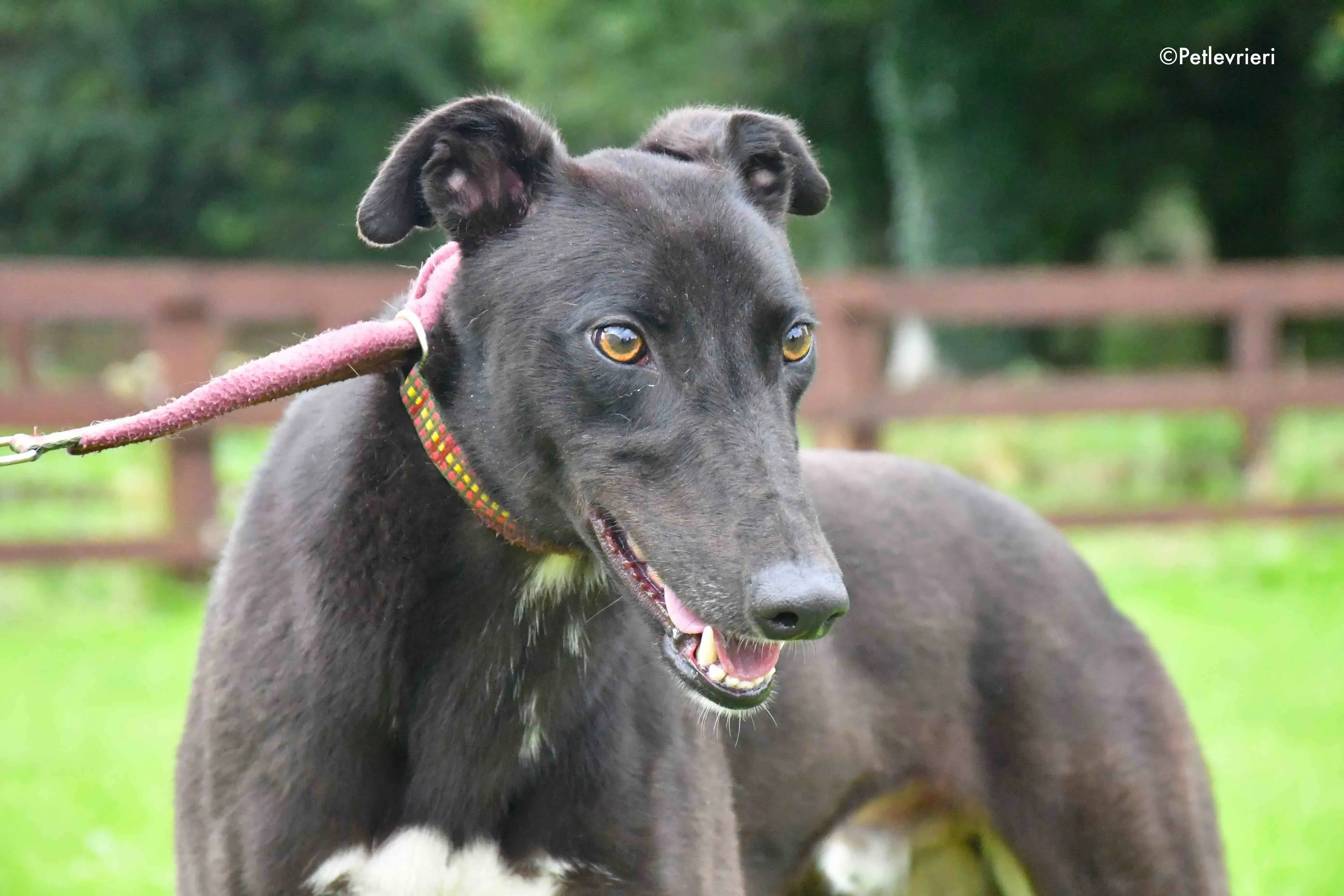 billy adozione levrieri greyhound 2