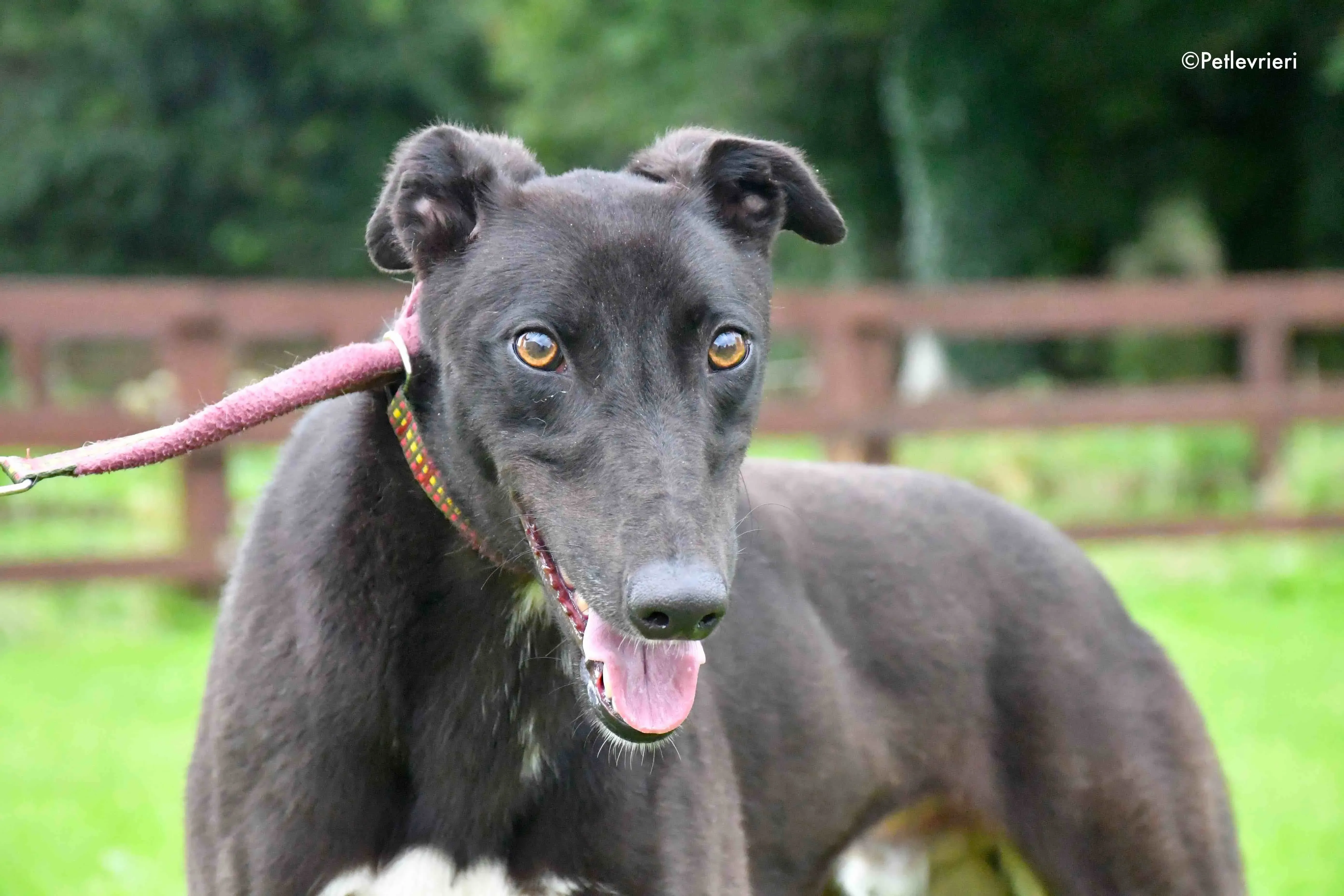 billy adozione levrieri greyhound 3