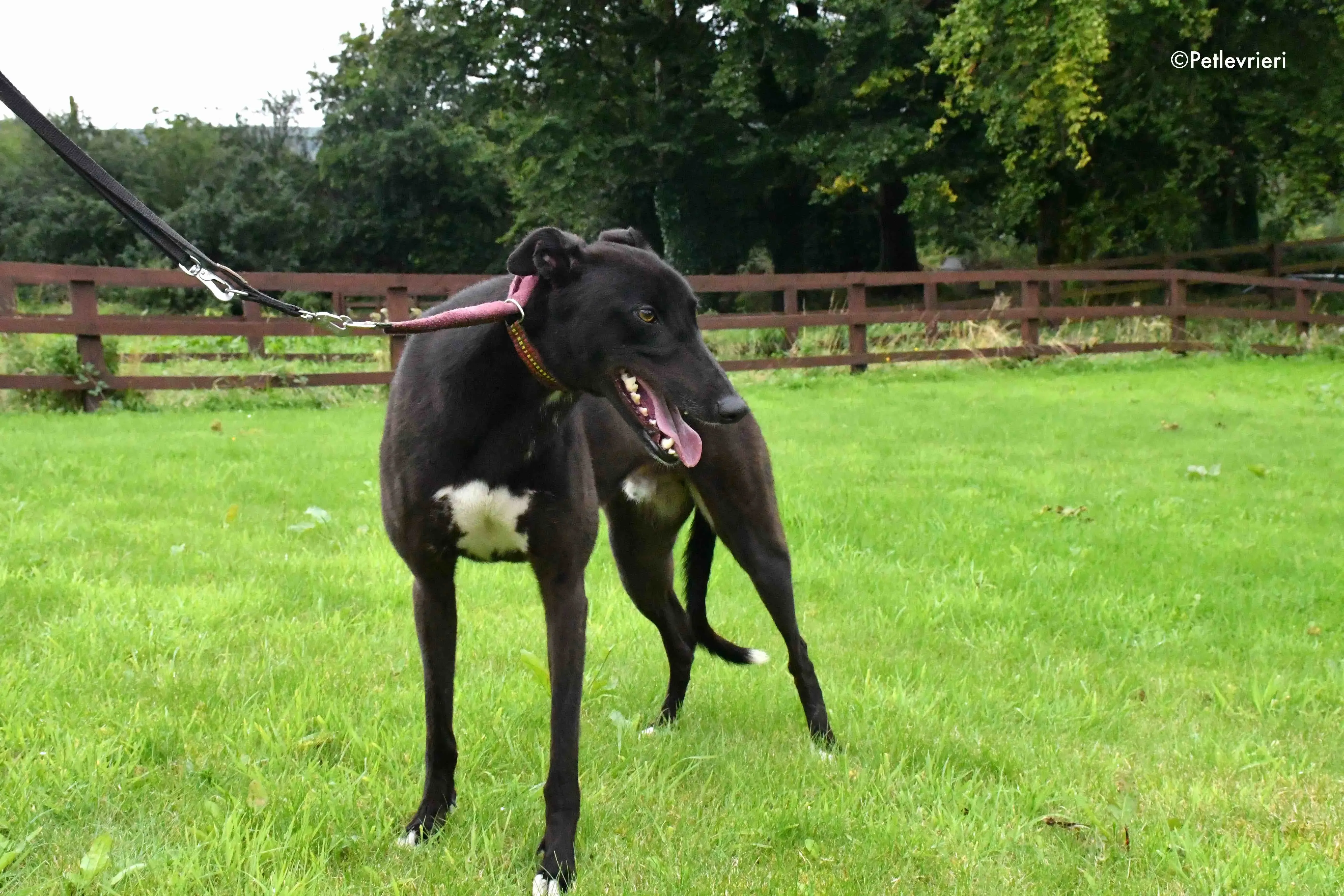 billy adozione levrieri greyhound 4