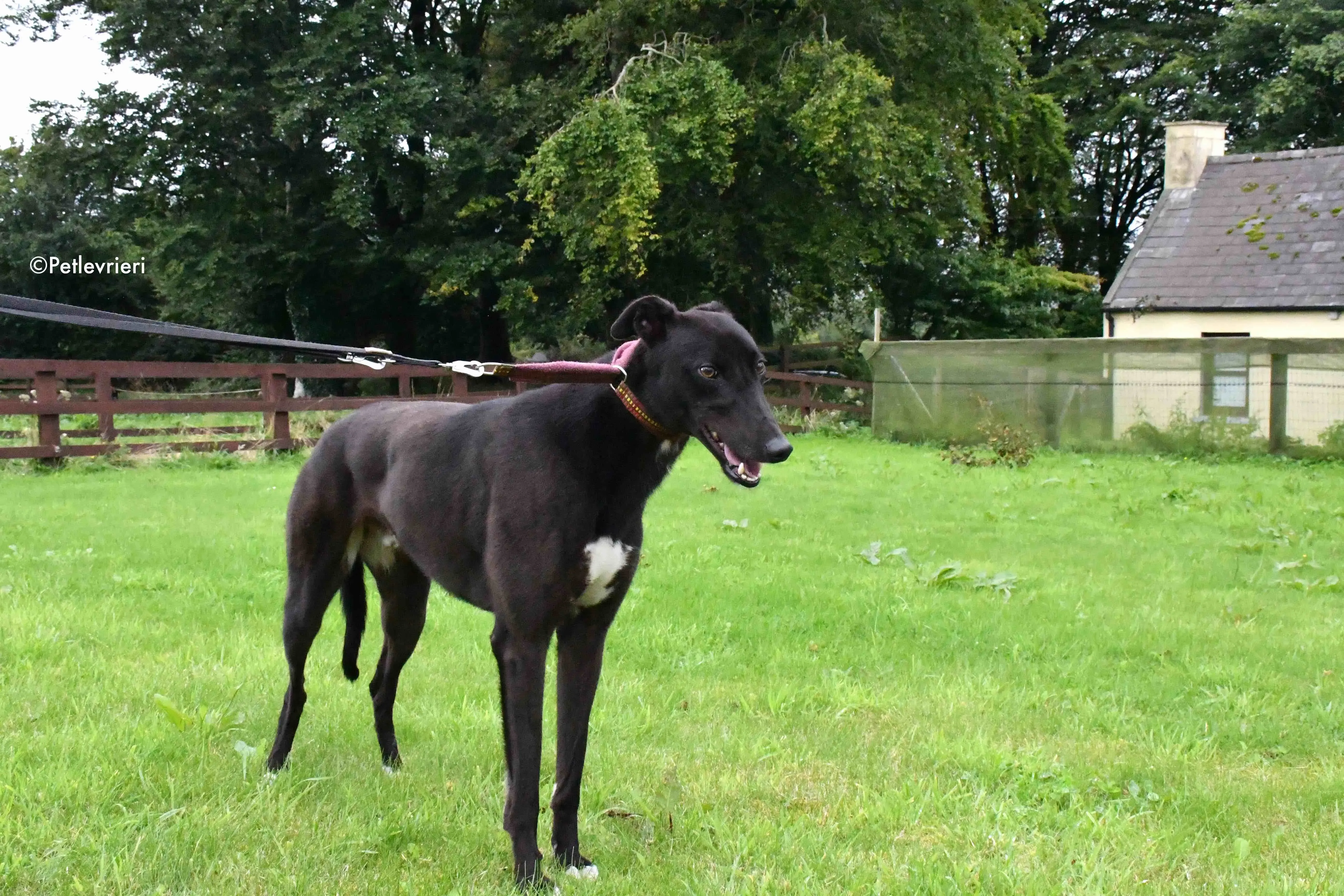 billy adozione levrieri greyhound 5