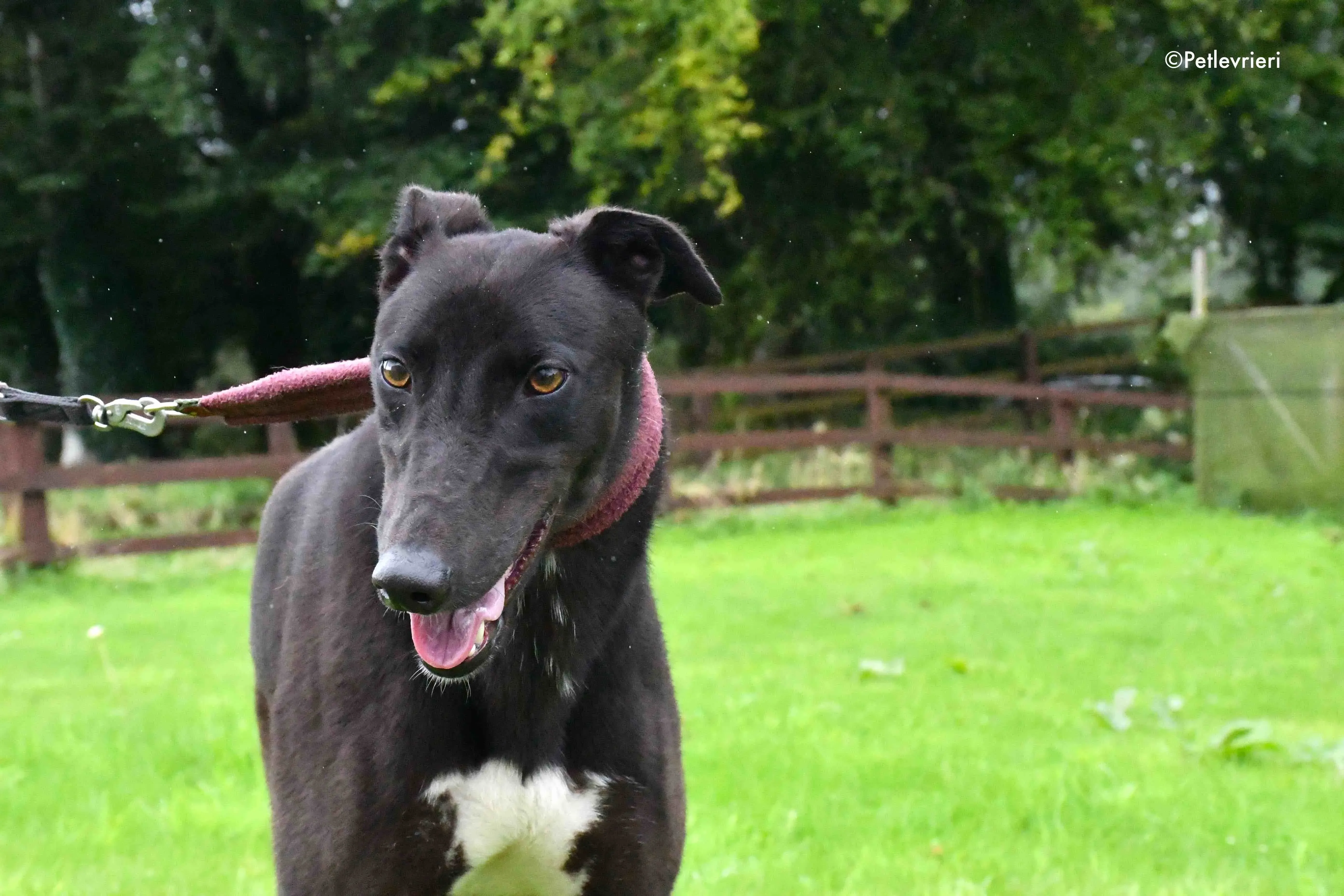 billy adozione levrieri greyhound 6