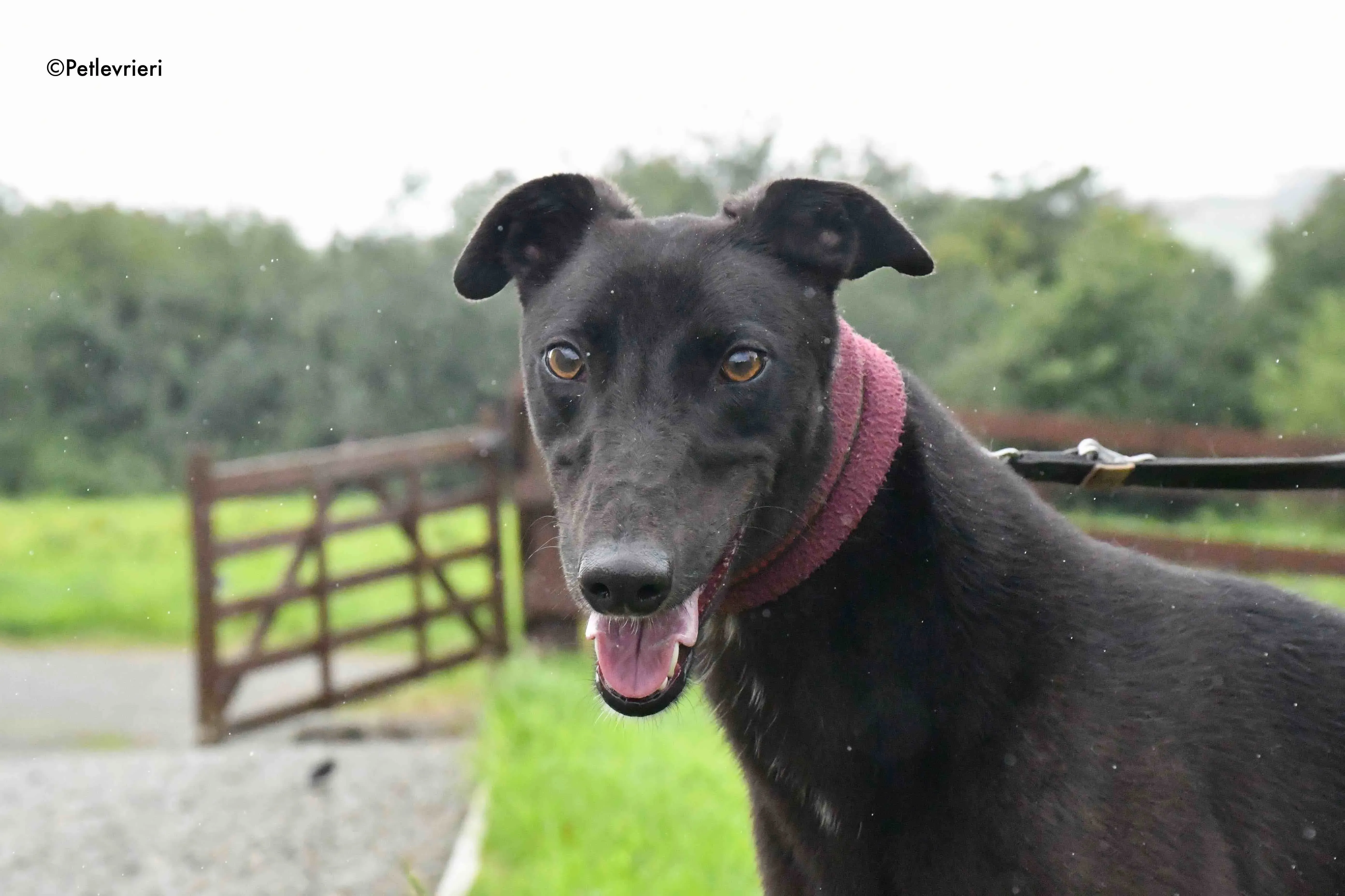 billy adozione levrieri greyhound 7