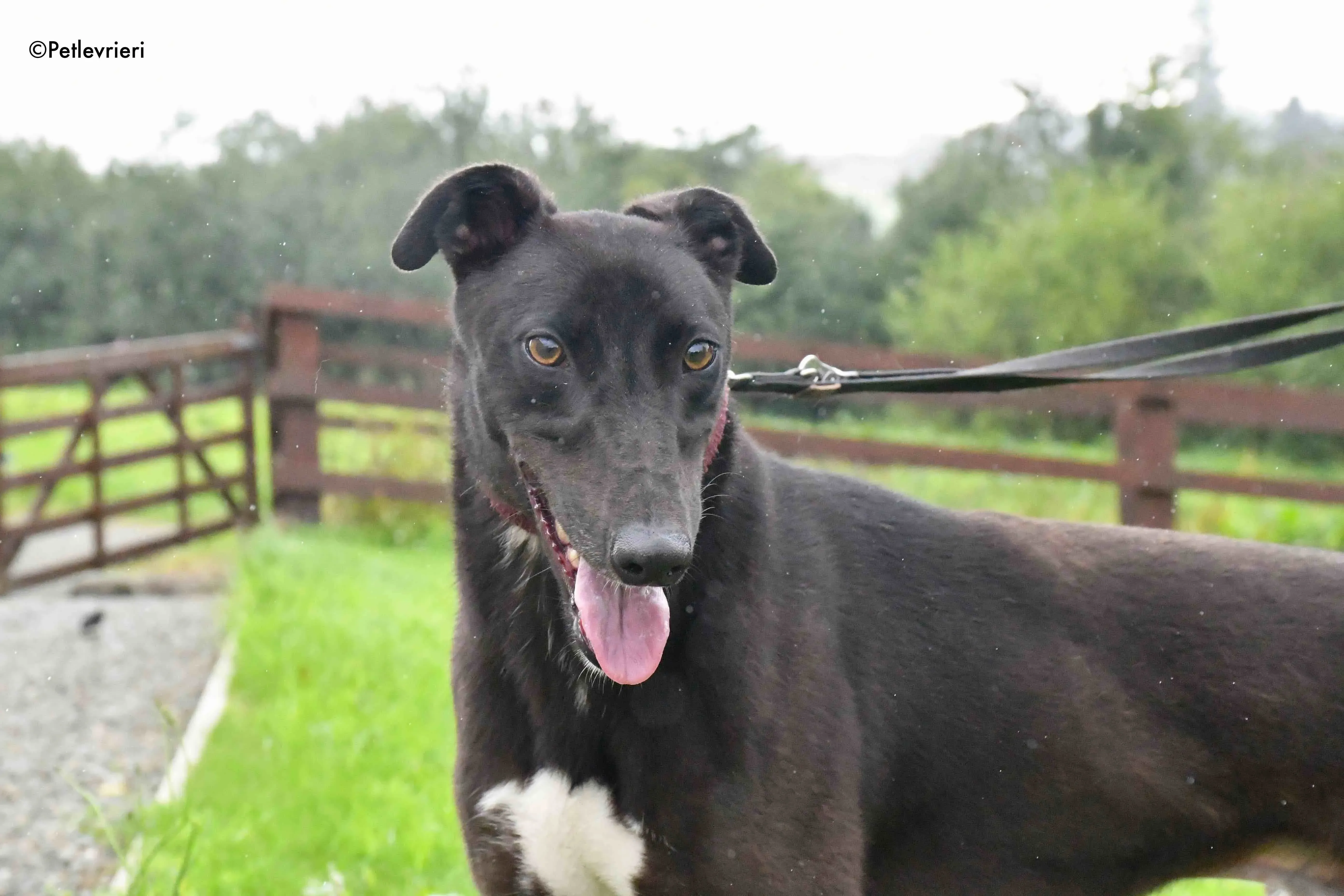 billy adozione levrieri greyhound 8