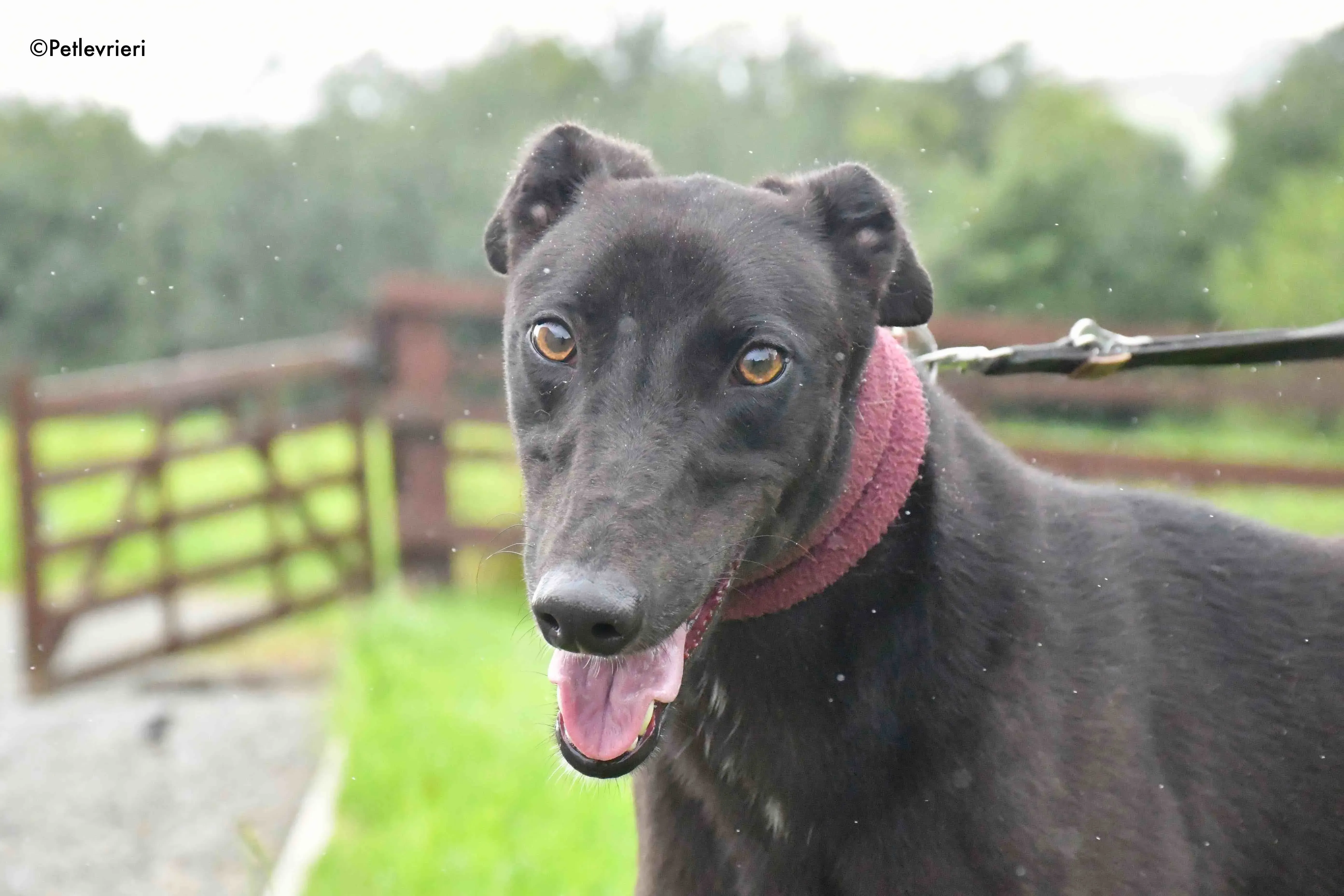 billy adozione levrieri greyhound 9