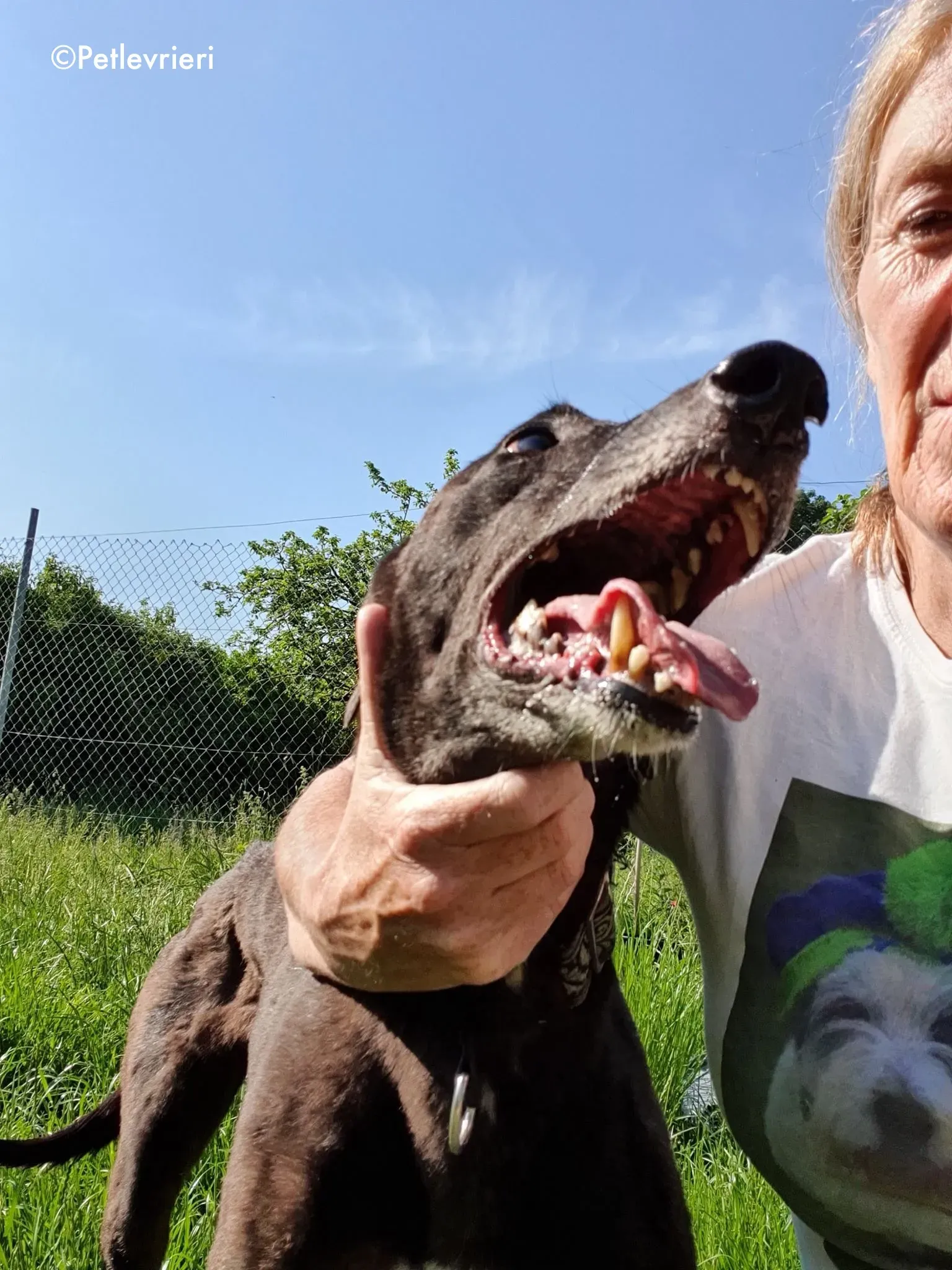 binchy adozione levrieri greyhound 1