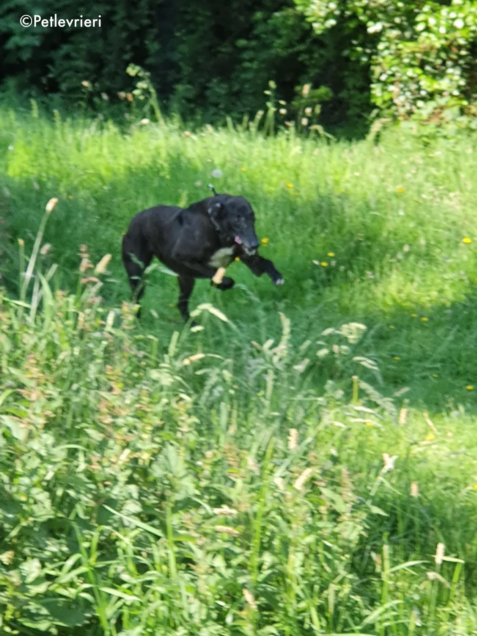 binchy adozione levrieri greyhound 10