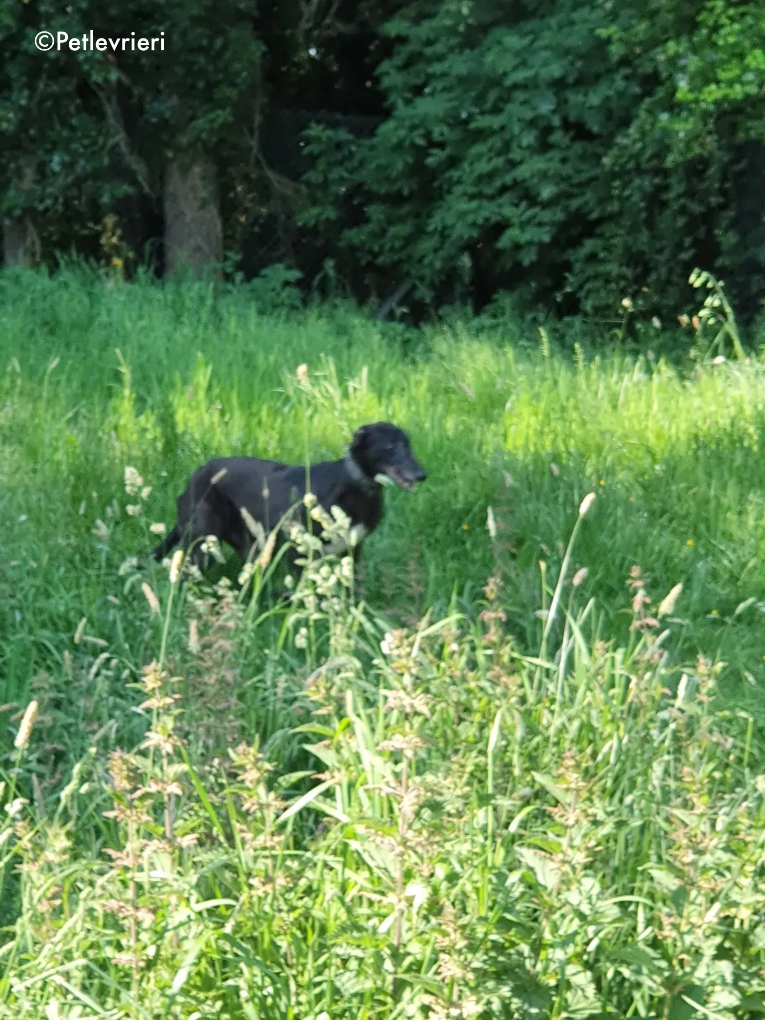 binchy adozione levrieri greyhound 11