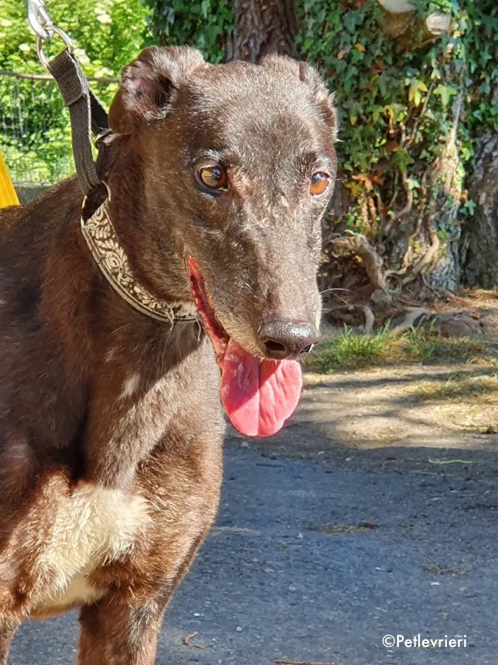 binchy adozione levrieri greyhound 12