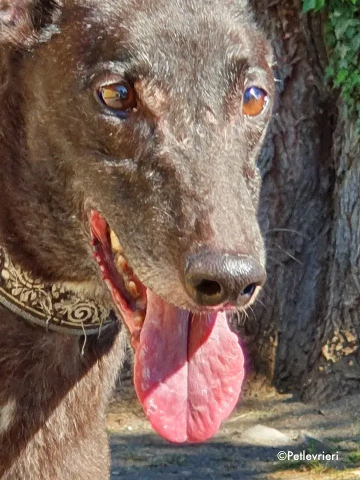 binchy adozione levrieri greyhound 13