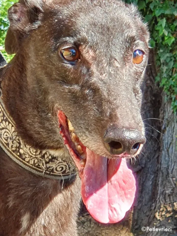 binchy adozione levrieri greyhound 14