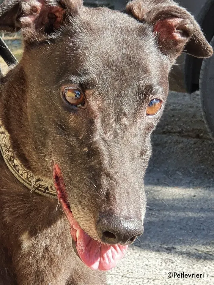 binchy adozione levrieri greyhound 15