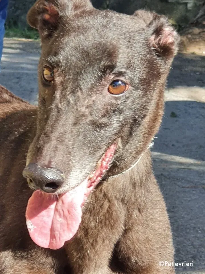 binchy adozione levrieri greyhound 16