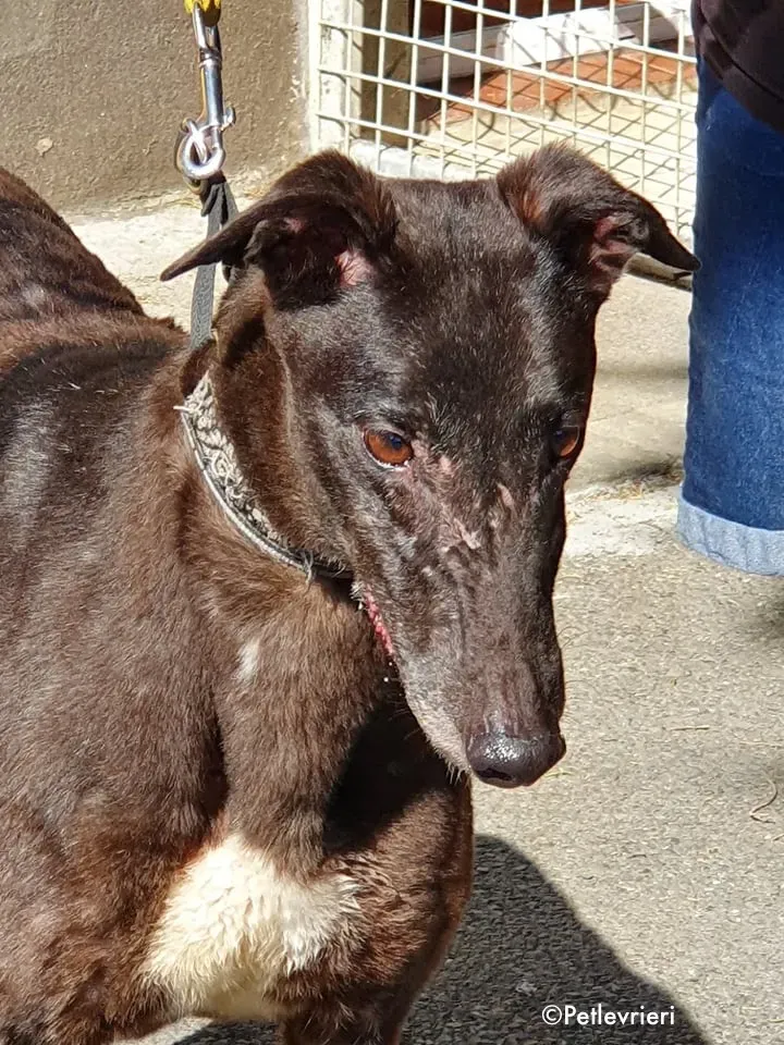 binchy adozione levrieri greyhound 17